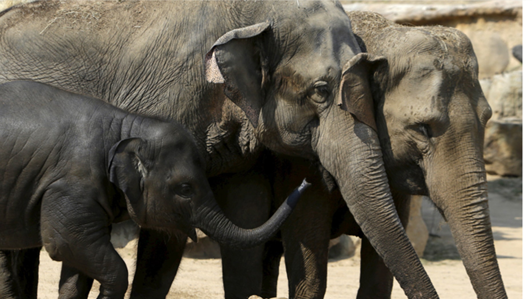 Aug. 12, 2015: Indian elephants stand in their enclosure during a hot summer day at Prague Zoo, Czech Republic.
