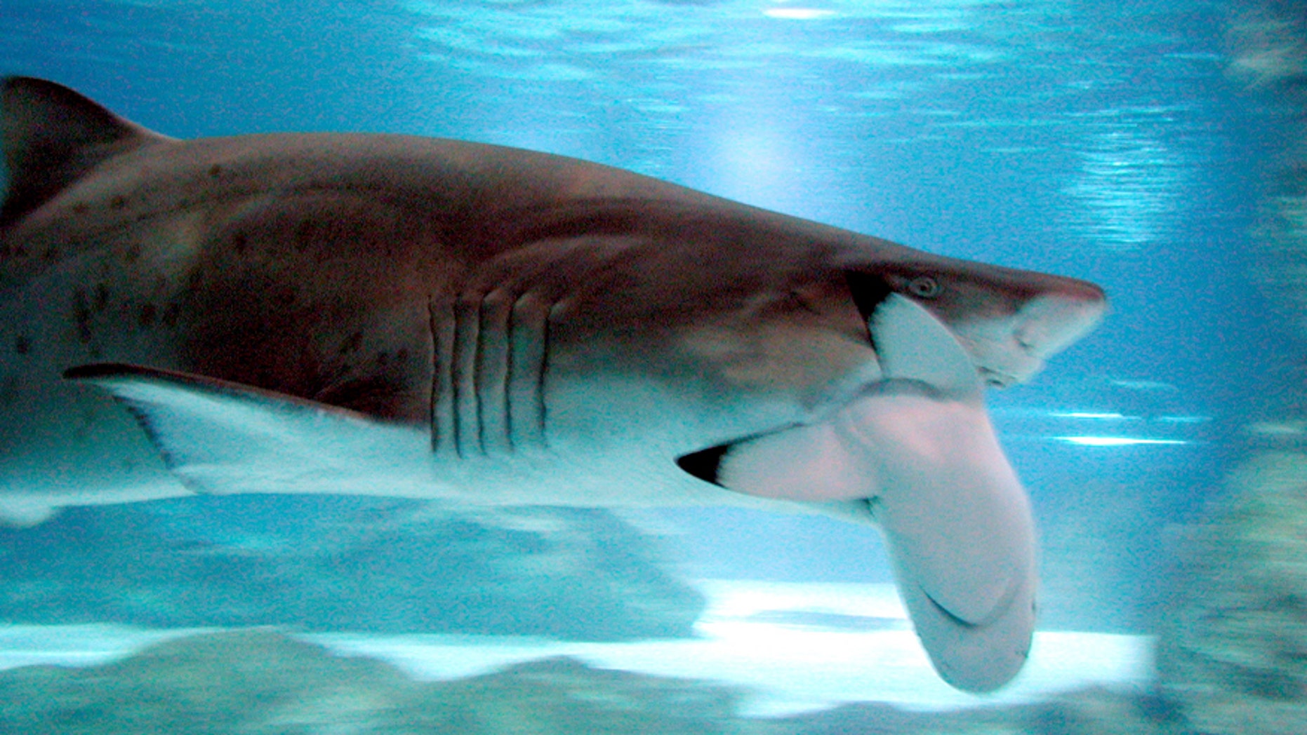 A 3.3 meter long sand tiger shark eats a black tip shark.