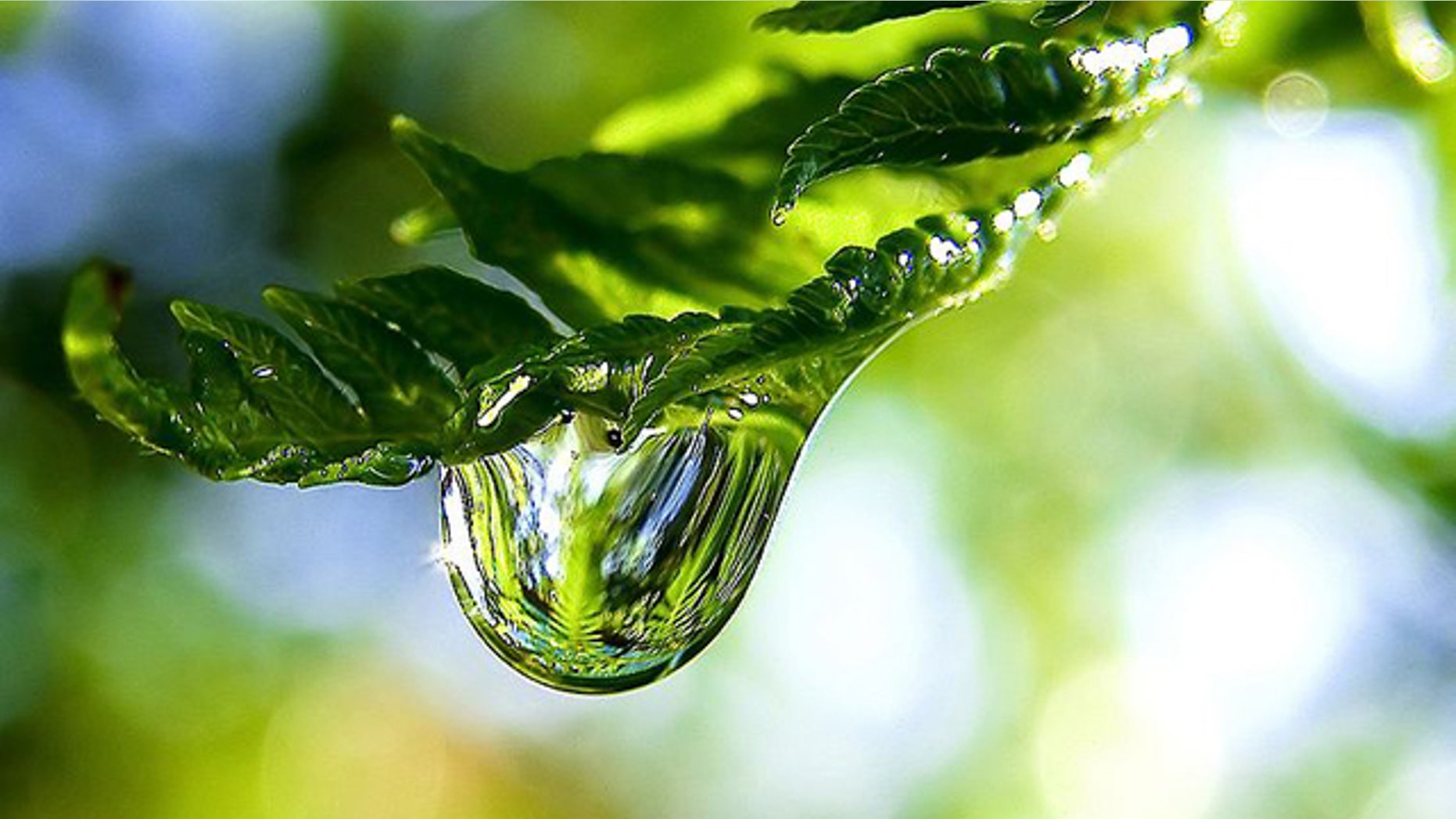 Depending on the surface of a leaf, scientists have found a magnifying-glass effect that can lead to sunburns ... and possibly forest fires.