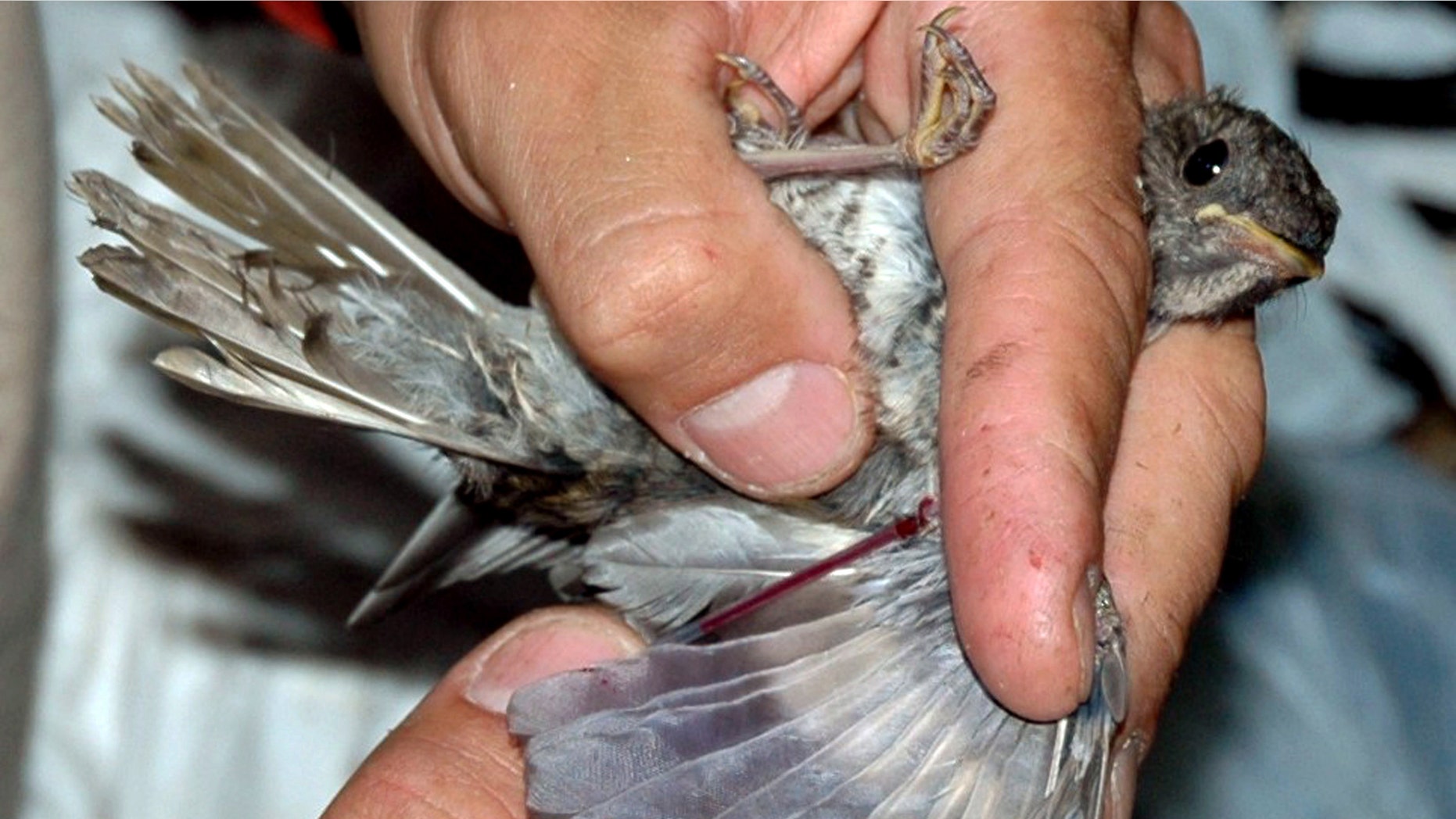 An alliance of North American scientists is supporting work in the Dominican Republic to preserve the winter habitat of the rare Bicknell's thrush, which breeds on mountaintops in New York, New England and Canada.