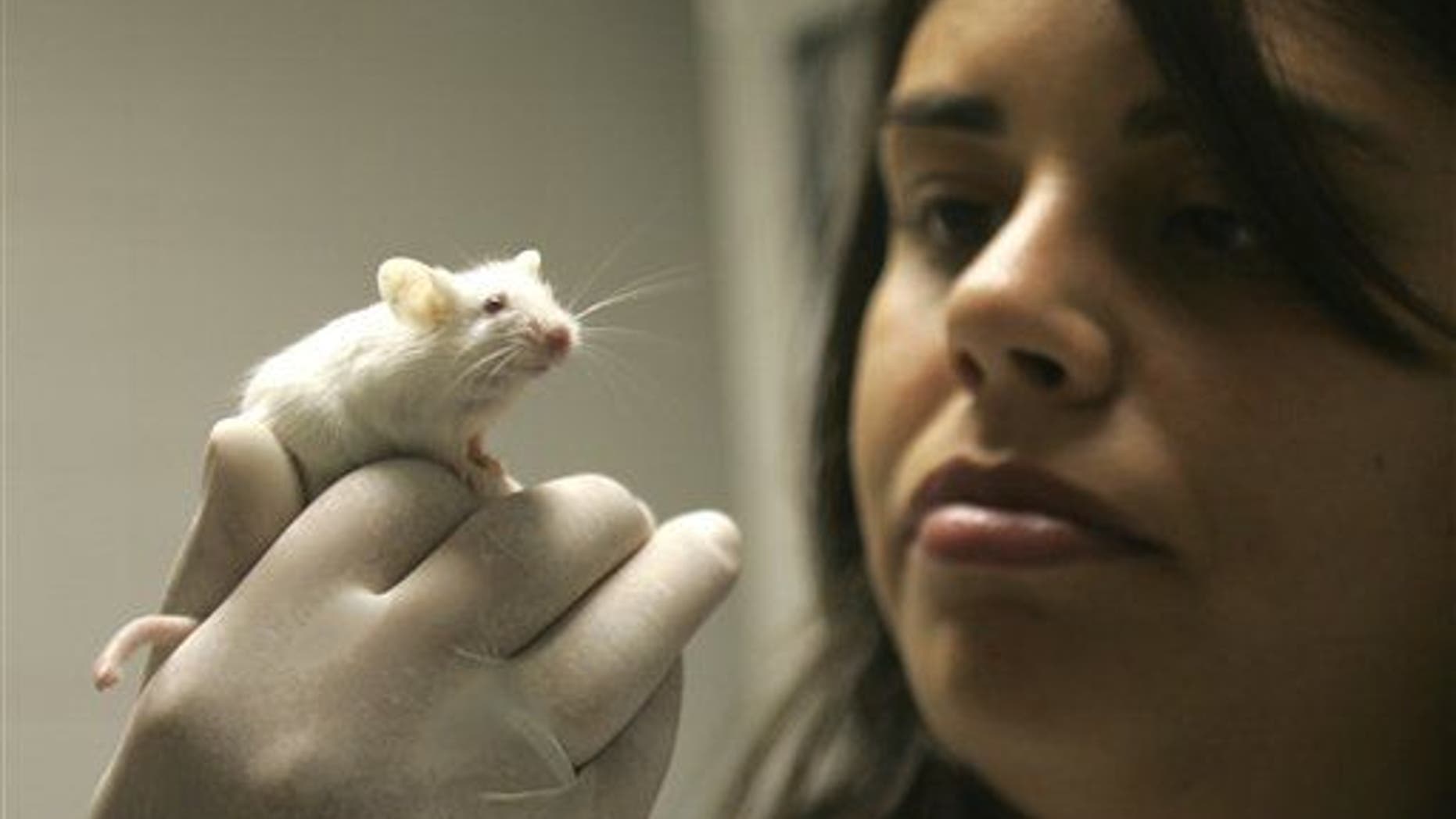 A rat, but clearly not one that has been baked into a cake.