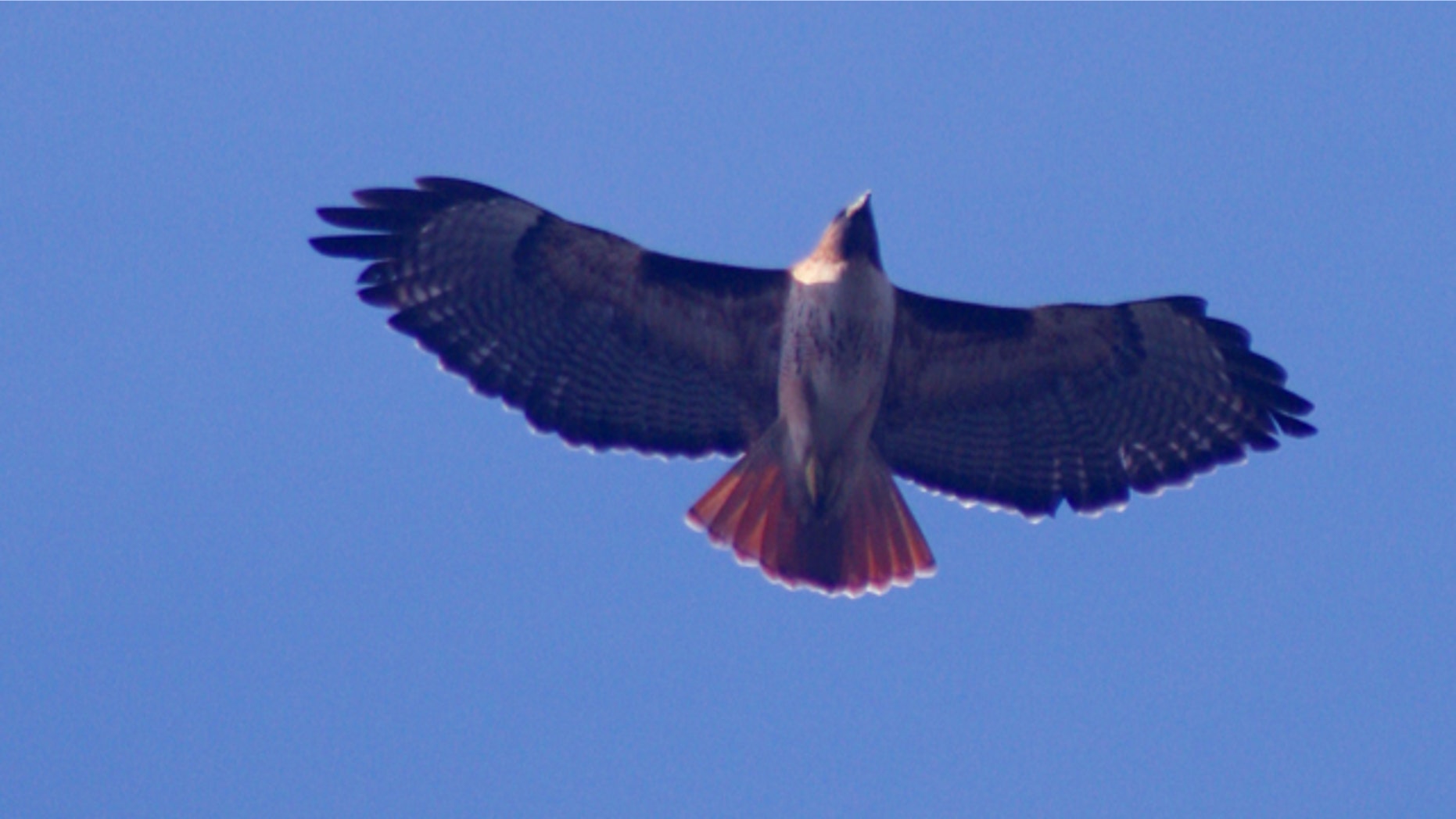A red-tailed hawk soars in flight.