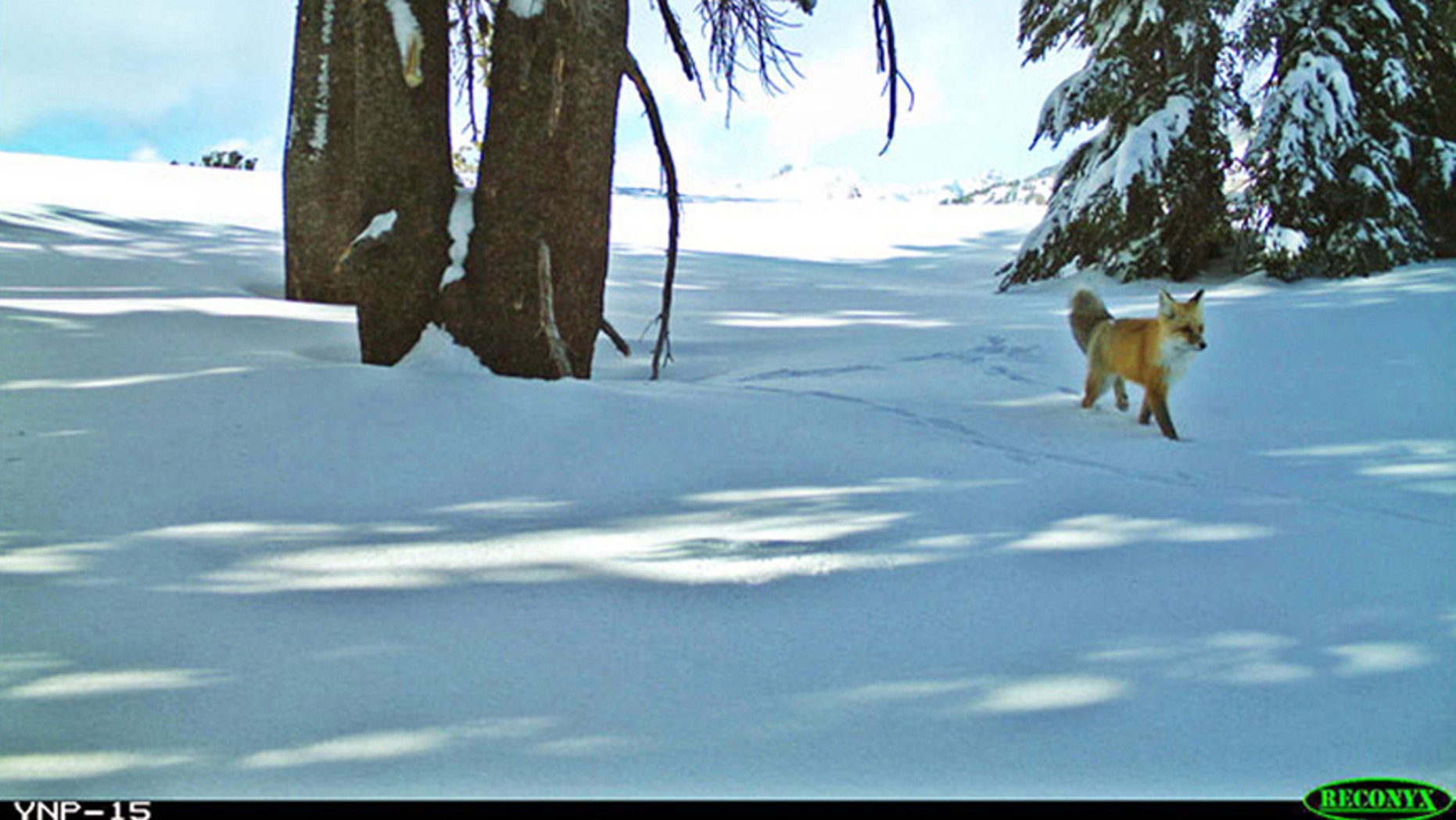 A Sierra Nevada red fox is shown in this handout photo taken with remote motion-sensitive camera provided by the National Park Service at Yosemite National Park, California, and provided on Jan. 29, 2015.