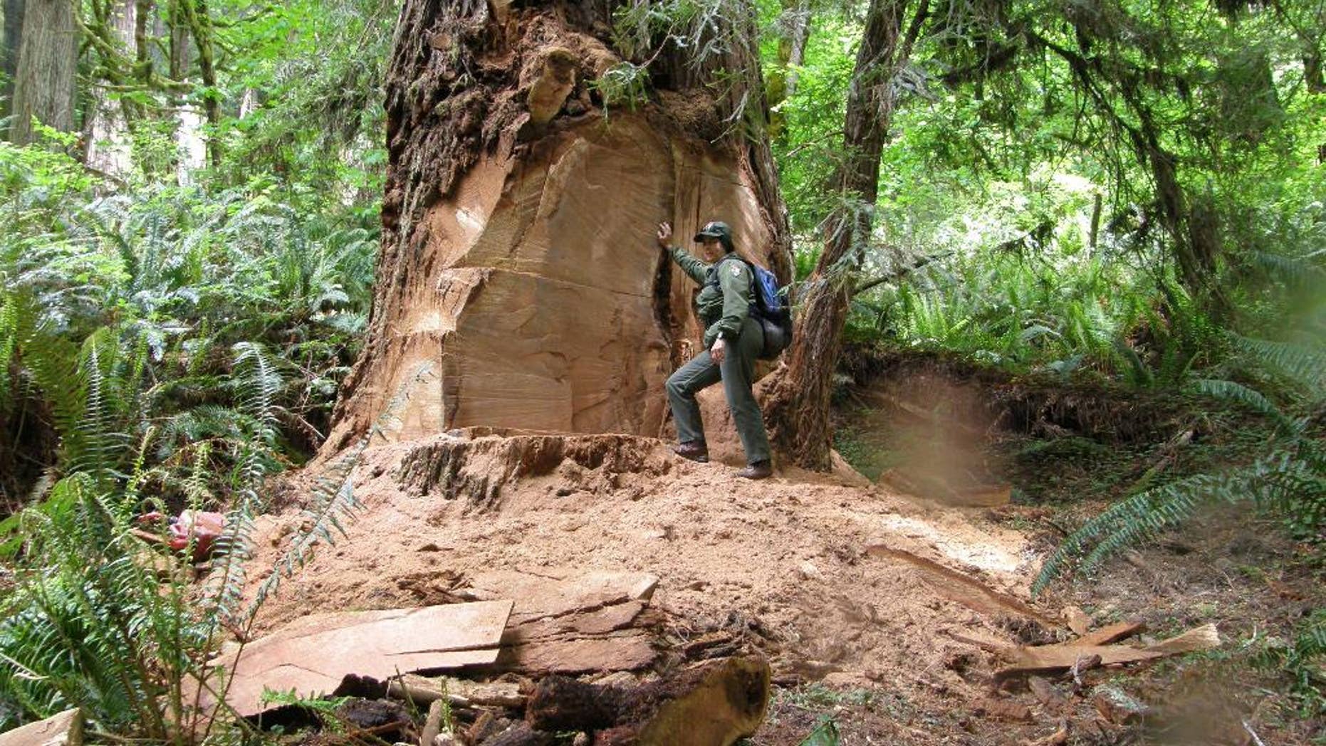 This May 21, 2013 photo provided by the National Park Service shows wildlife biologist Terry Hines standing next to a massive scar where a burl has been cut by poachers from an old growth redwood tree in the Redwood National and State Parks near Klamath, Calif. Poaching has spread to national forests in Northern California and Oregon, prompting the conservation group Oregon Wild to call on the U.S. Forest Service to close old logging roads to protect the trees. The Forest Service says it is investigating. (AP Photo/Redwood National and State Parks, Laura Denn)
