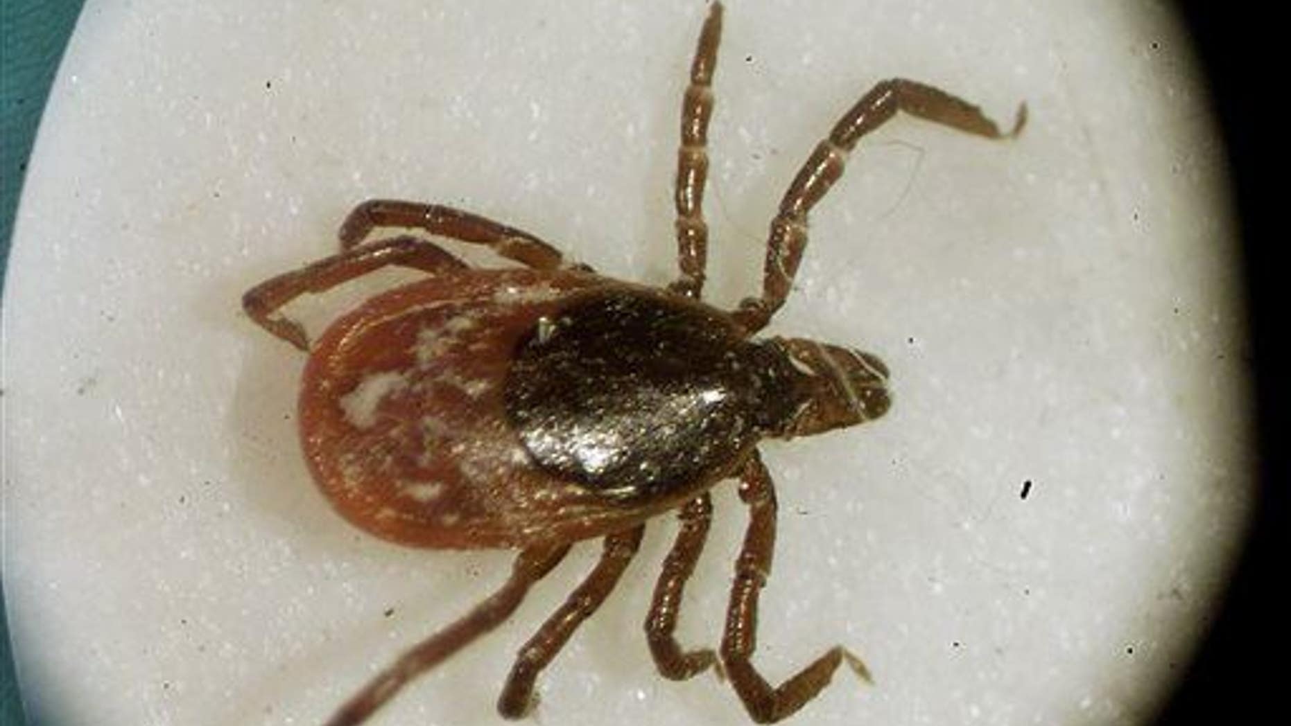 A deer tick is shown. Researchers believe Anaplasma capra is transmitted by the taiga tick, a close relative of the deer tick.