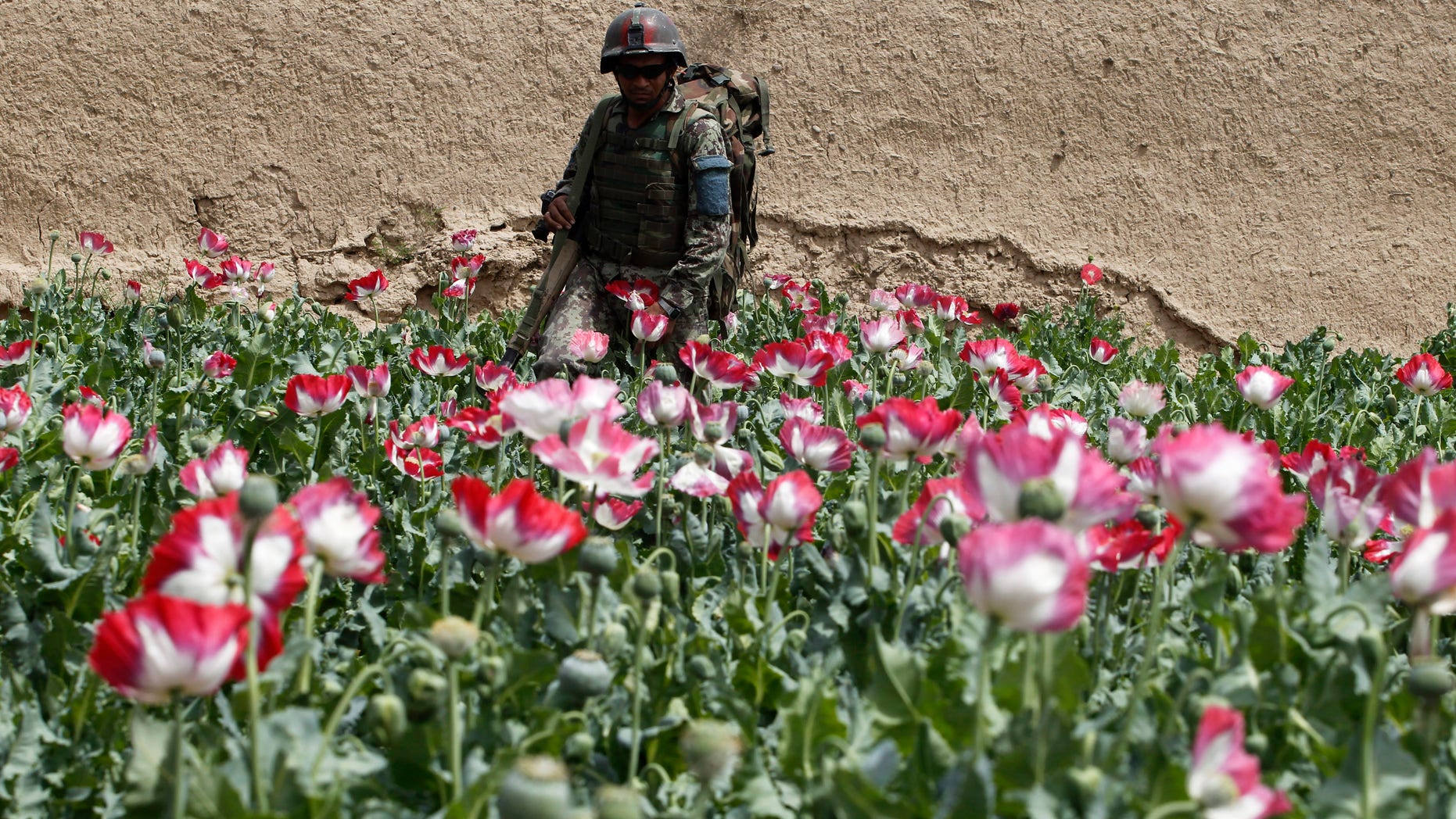 April 7, 2012: An Afghan army soldier walks through a poppy field during a joint mission with U.S. army soldiers in Kandahar province.