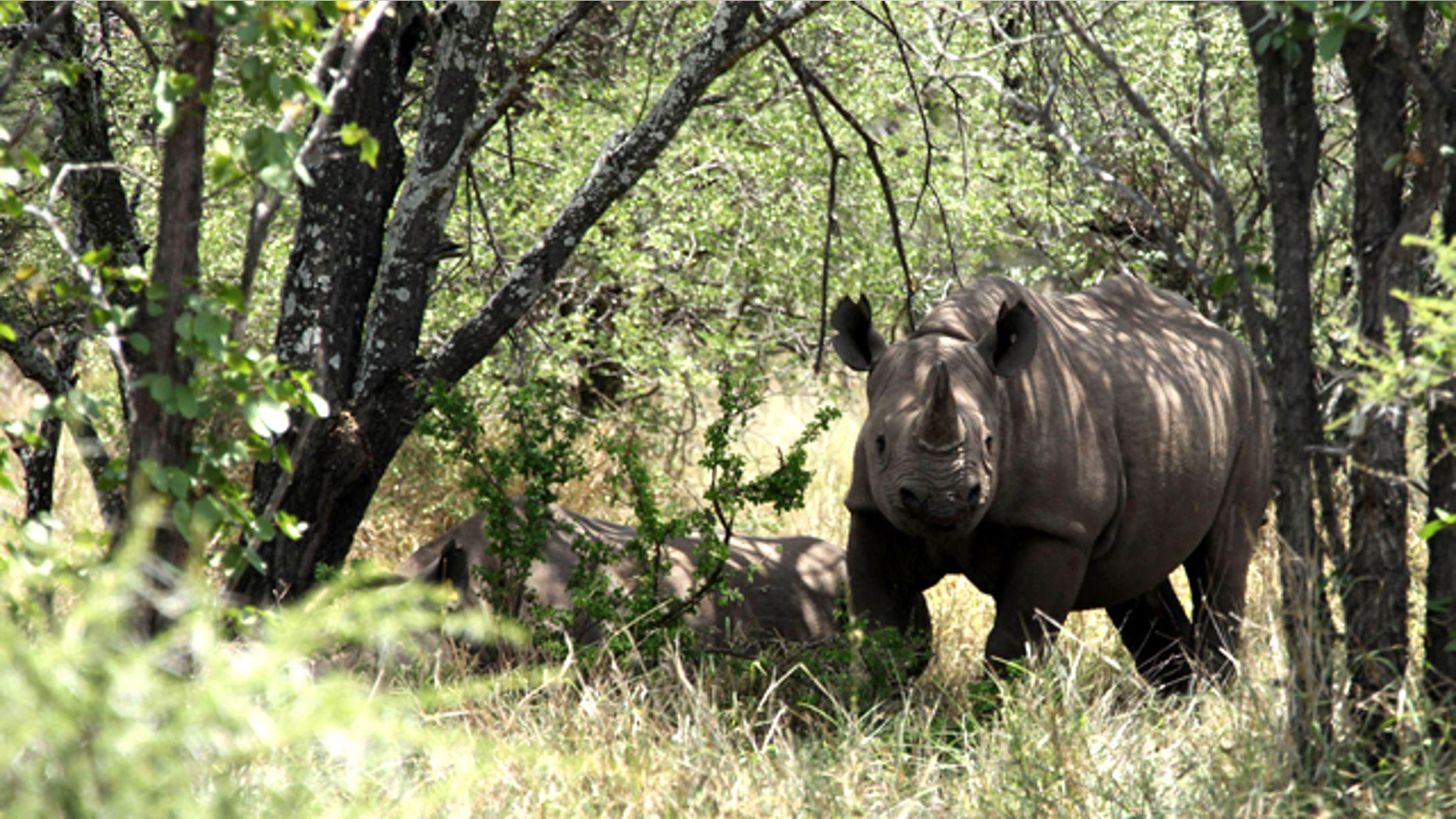 A global network of conservationists says Africa's rhinos face their worst poaching crisis in decades with organized crime syndicates killing more than 800 in the past three years alone. The International Union for Conservation of Nature said Friday, March 25, 2011 poaching is on the rise in South Africa, Zimbabwe and Kenya due to well-equipped and sophisticated crime gangs.