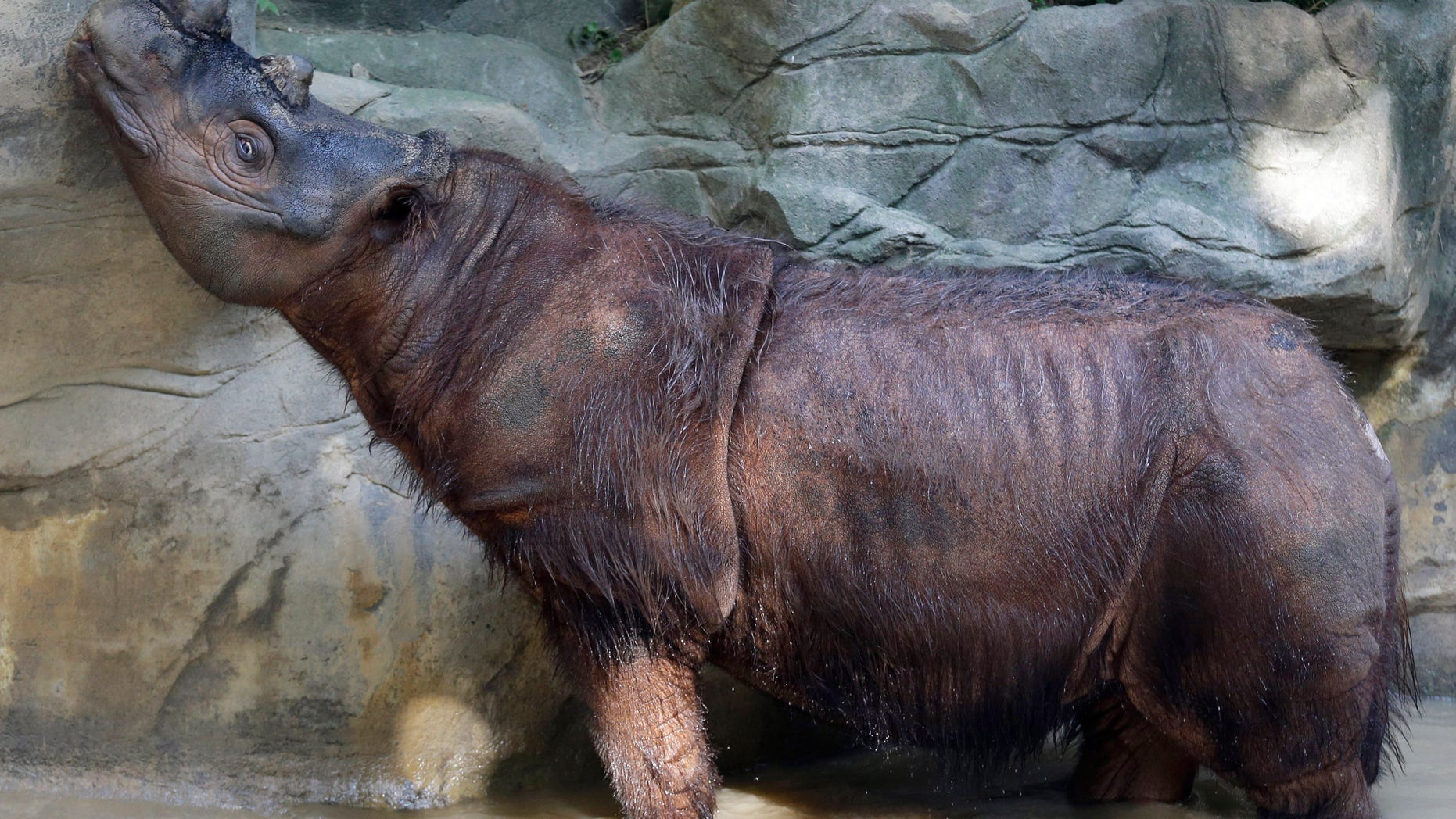 In this Wednesday, July 17, 2013 photo, Harapan, a male Sumatran rhino, sniffs the air, at the Cincinnati Zoo in Cincinnati. His sister, Suci, is kept in an area next to his. With the global population of Sumatran rhinos plunging at an alarming rate, Cincinnati Zoo experts who have some success with captive breeding are trying something they admit is a desperation effort _ bringing back the brother of a female rhino in hopes they will mate. (AP Photo/Al Behrman)