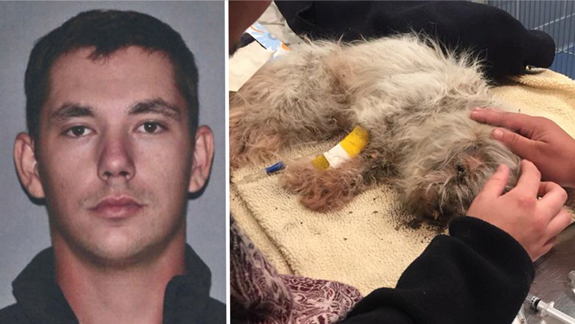 A Massachusetts man was reportedly arrested on Sunday after he allegedly buried an 18-year-old dog alive because it didn't get along with his cat.