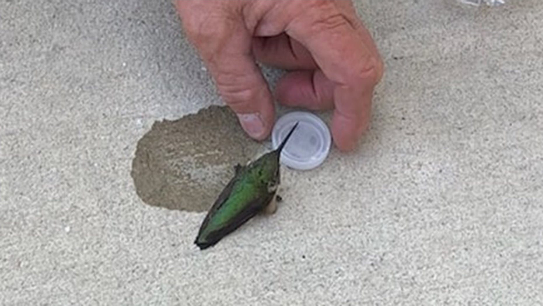 The fire station said that the humming bird was "exhausted and dehydrated."