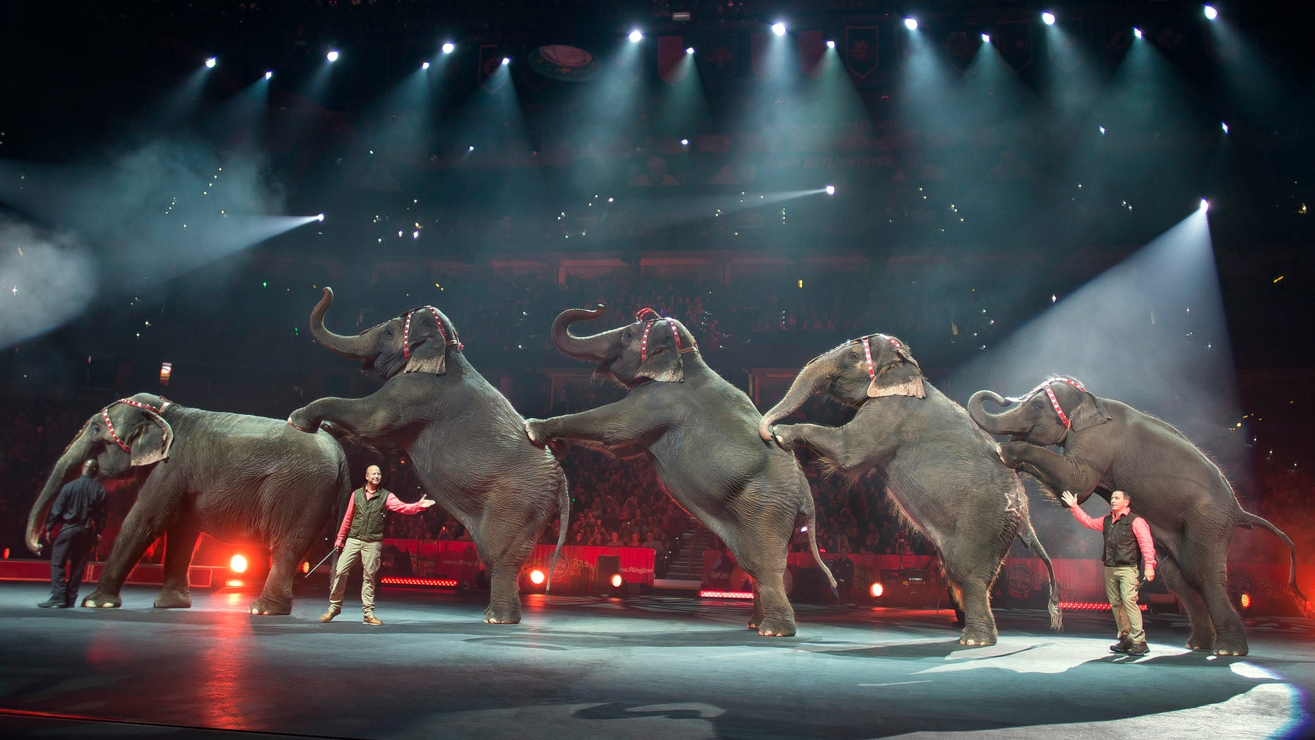 In this Jan. 3, 2015 photo provided by Feld Entertainment Inc., elephants perform at the Ringling Bros. and Barnum & Bailey Circus, at the Amalie Arena in Tampa, Fla. The Ringling Bros. and Barnum & Bailey Circus said it will phase out its iconic elephant acts by 2018. (AP Photo/Feld Entertainment Inc., Gary Bogdon)