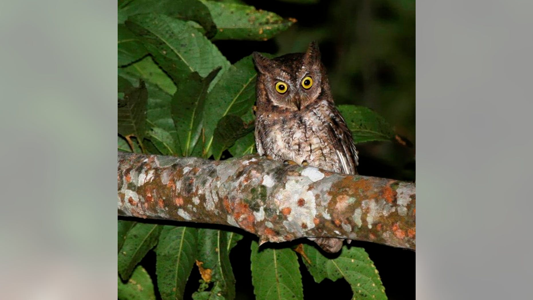 The newly-discovered Rinjani scops owl, or Otus jolandae.