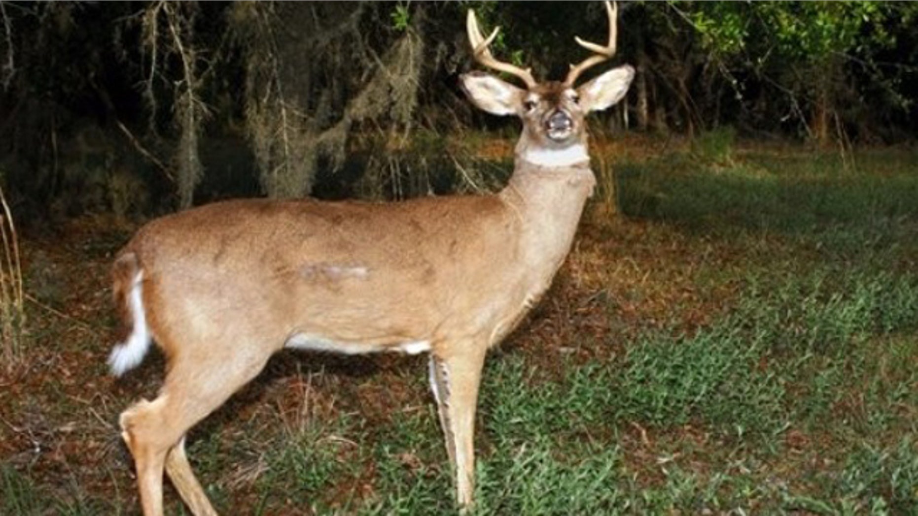 Utah state wildlife officials are rolling out robot decoys to nab unscrupulous hunters.