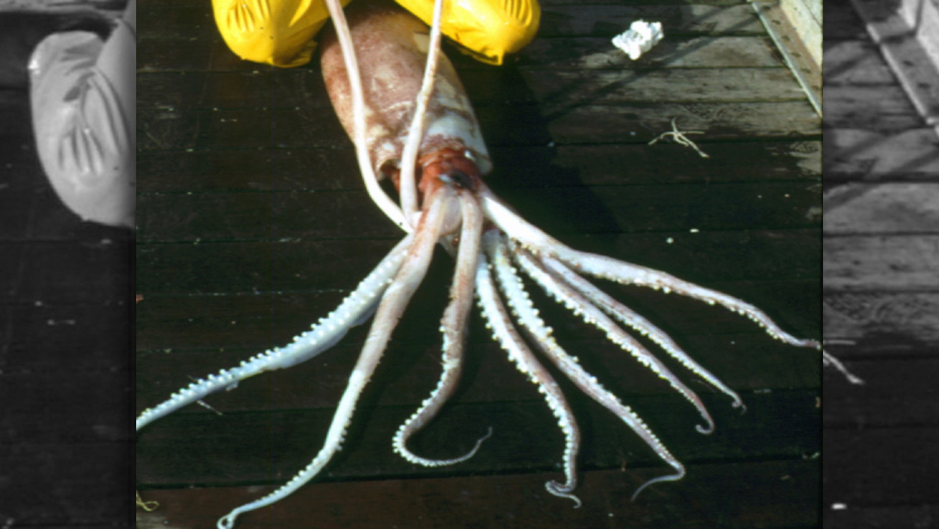Robust clubhook squids can grow up to 12 feet long, making them the third largest squid species in the world.