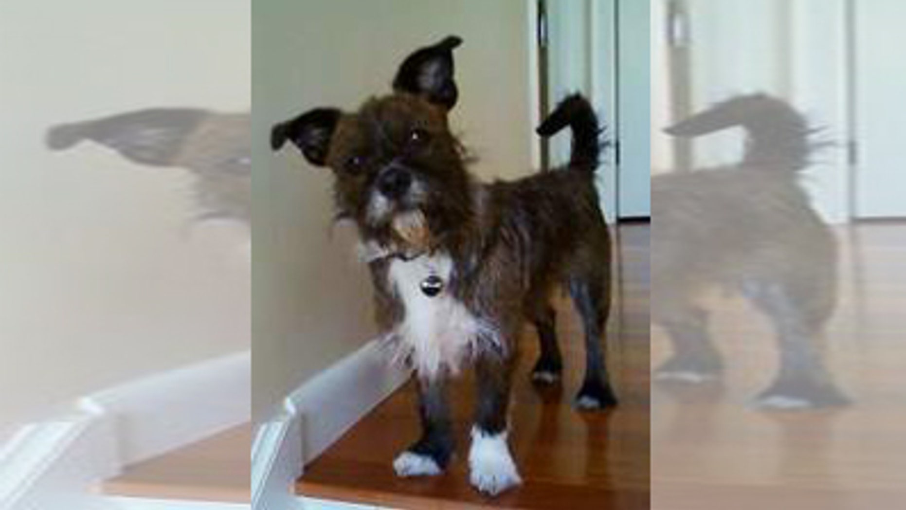 Rocco Diogge Mandozzi, named 'Cutest Mutt Alive'