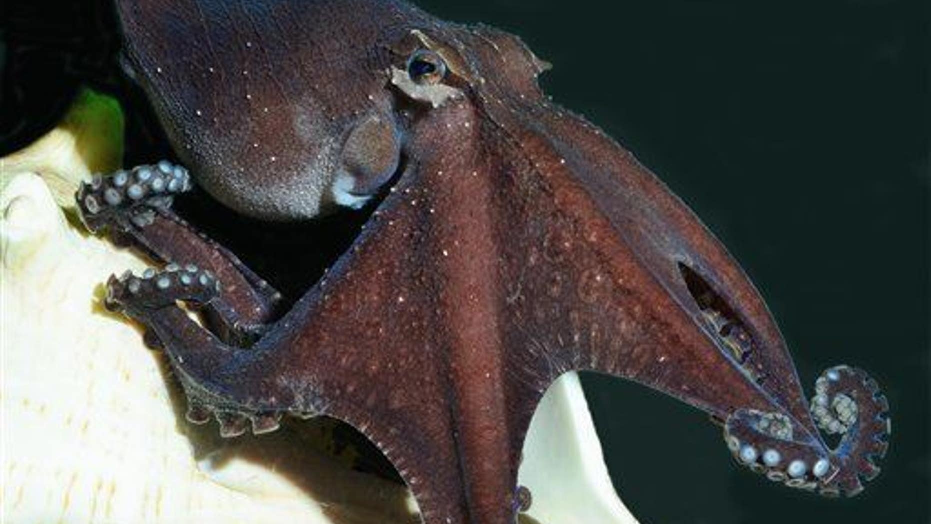 This handout photo provided by Roy L. Caldwell shows a Pacific striped octopus stalking its prey.