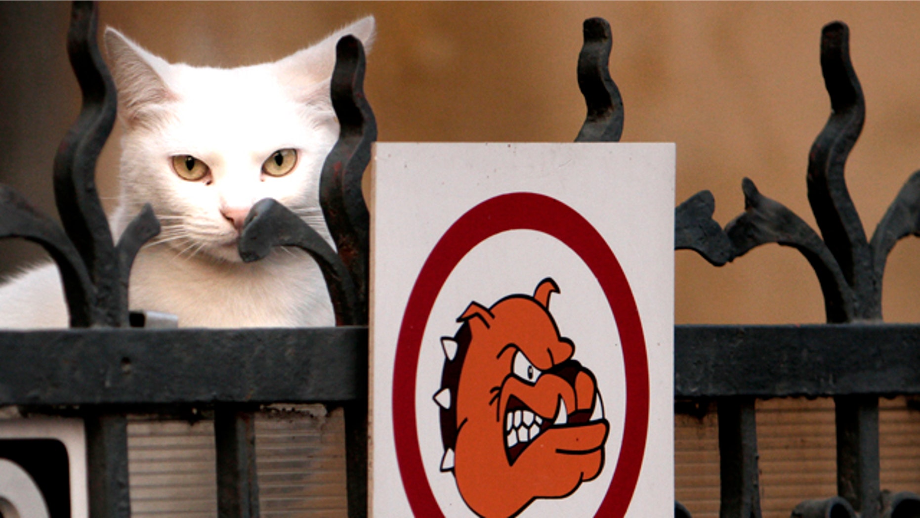 A cat peers from behind a fence carrying an aggressive dog warning sign at dusk in Bucharest, Romania, Tuesday, Nov. 16, 2010.