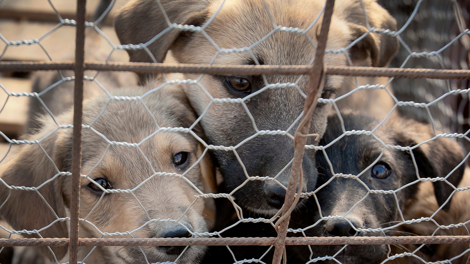 Sept. 26, 2011: Puppies look out from behind wire fencing in a stray dog shelter in Bucharest, Romania. Romania's parliament has voted to allow for thousands of stray dogs that roam the streets of the capital and elsewhere to be killed.