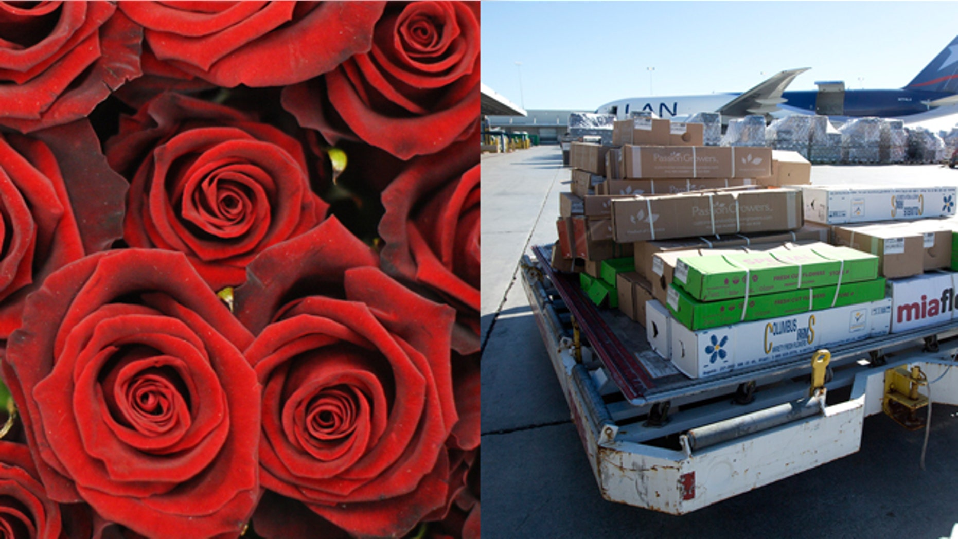 Roses (left) and on the right, in this Jan. 9, 2014 photo, a load of flowers is rushed to a cooling unit at the Miami International Airport.
