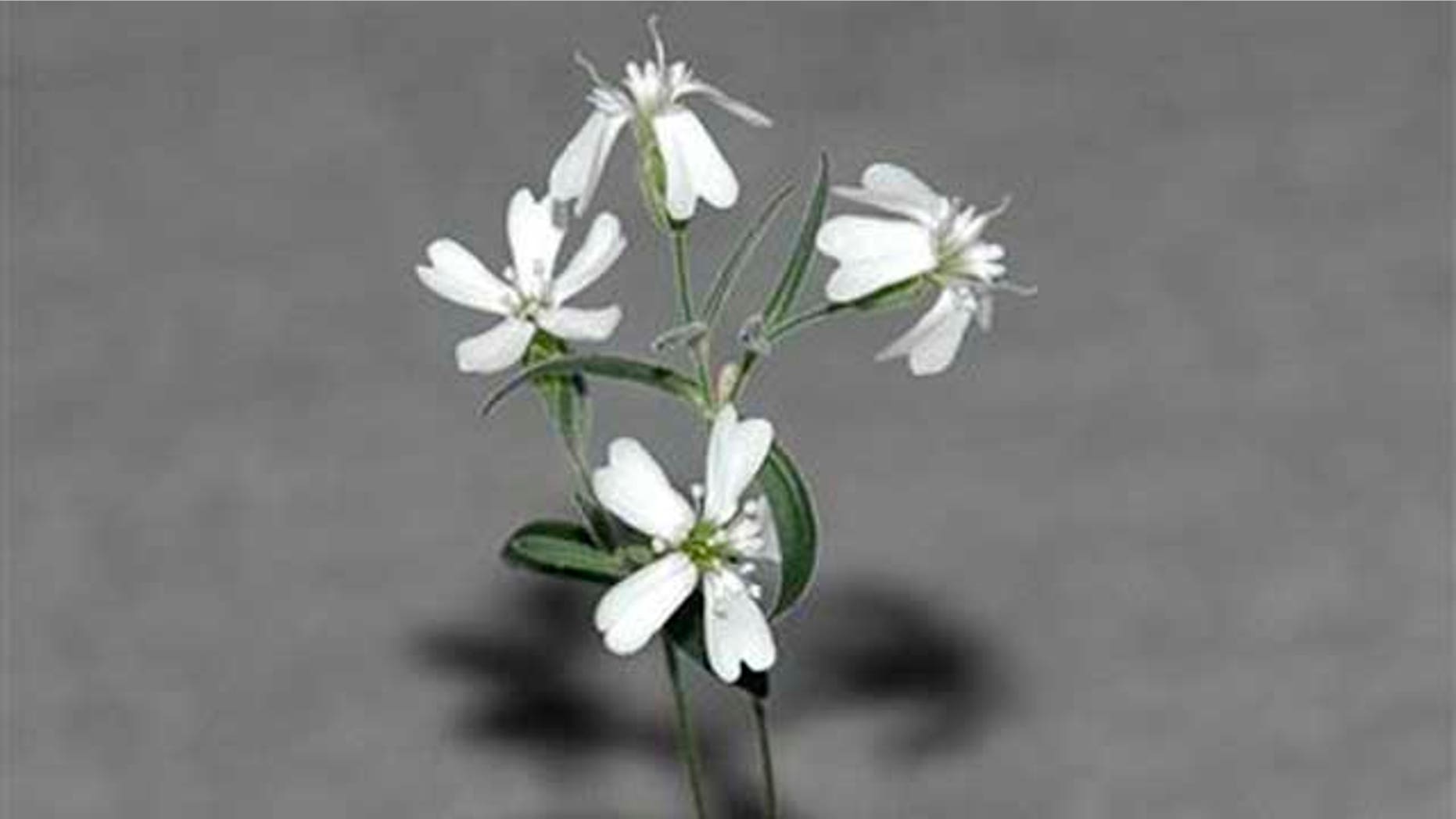 A Sylene stenophylla plant, which was regenerated from tissue of fossil fruit found in a squirrel burrow that had been stuck in Siberian permafrost for over 30,000 years. It is the oldest plant ever to be regenerated and it is fertile, producing white flowers and viable seeds.
