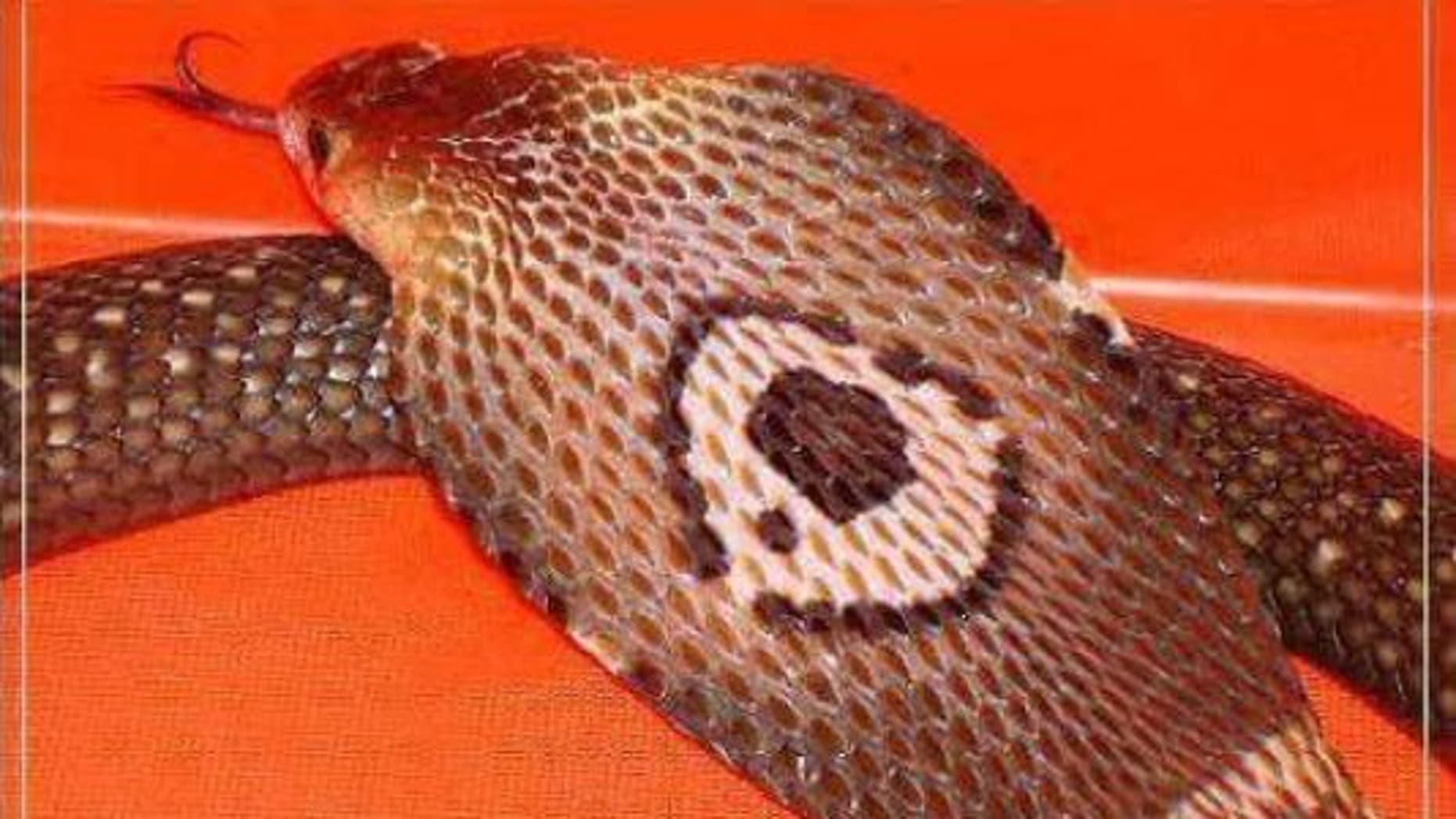 poisonous snake escape florida