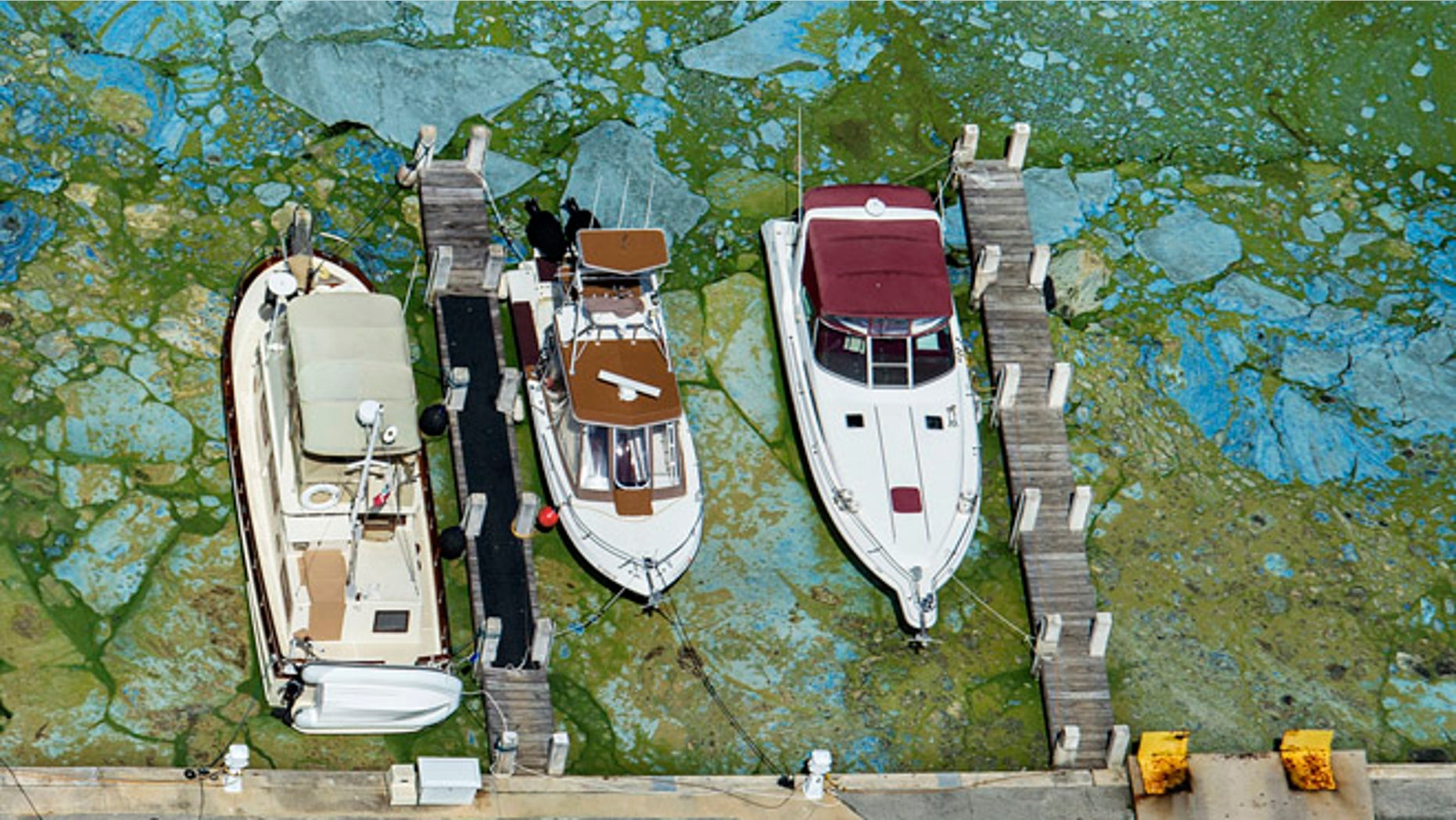 Varias embarcaciones amarradas en la Central Marine de Stuart, en Florida, aparecen rodeadas de algas verdosas el miércoles 29 de junio de 2016. (Greg Lovett/The Palm Beach Post via AP)