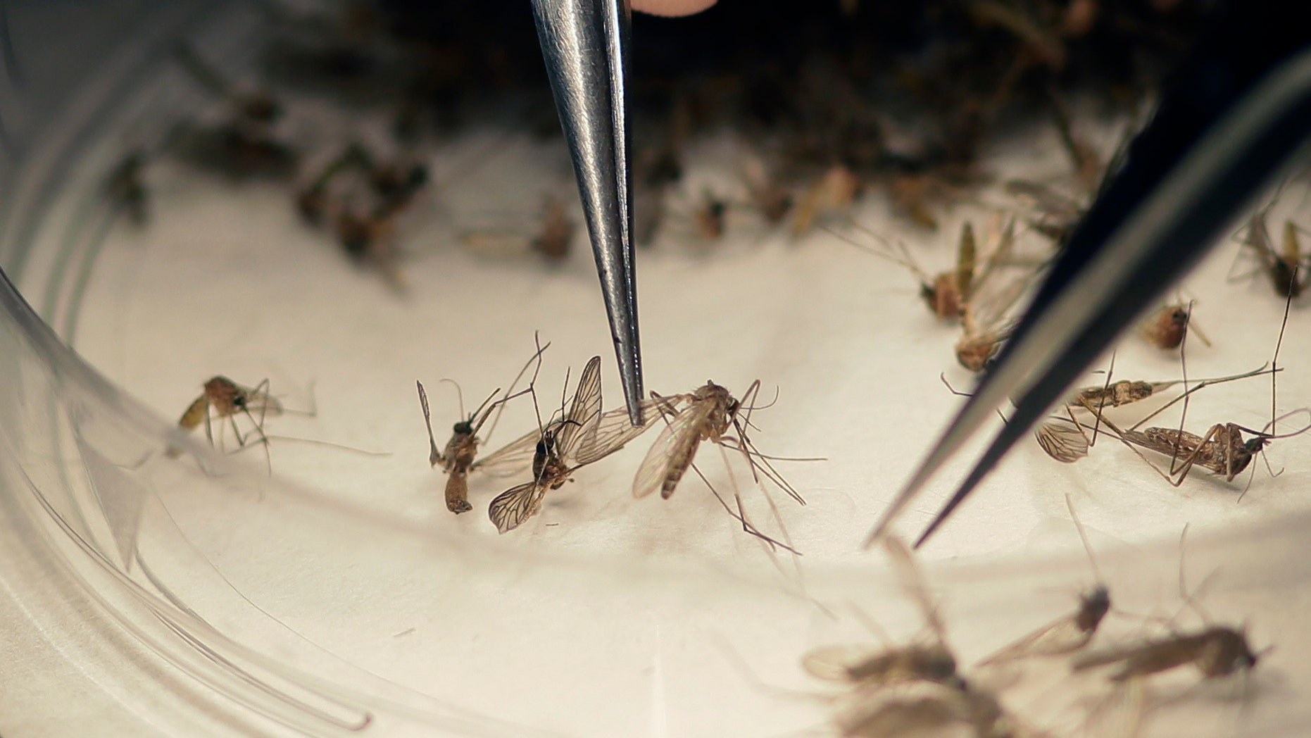 ARCHIVO- En esta foto del 11 de febrero el 2016, el microbiólogo del Laboratorio de Mosquitos del Condado de Dallas examina mosquitos colectados en una trampa en Hutchins, Texas, donde se confirmó un caso de zika. (AP Foto/LM Otero)
