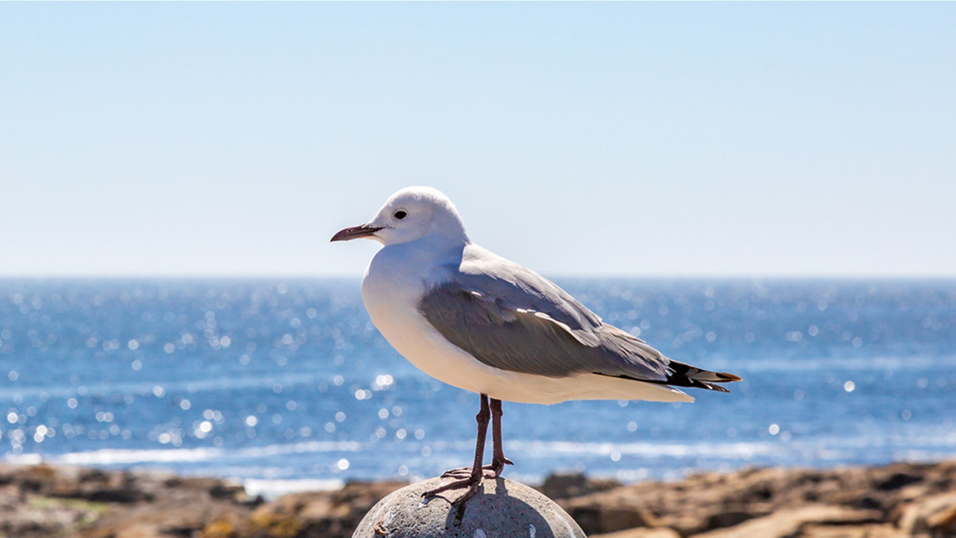 File photo - A seagull perched on a post with the ocean behind