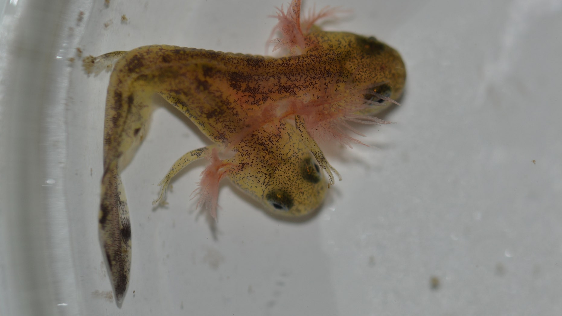 Two-headed Near Eastern fire salamander.