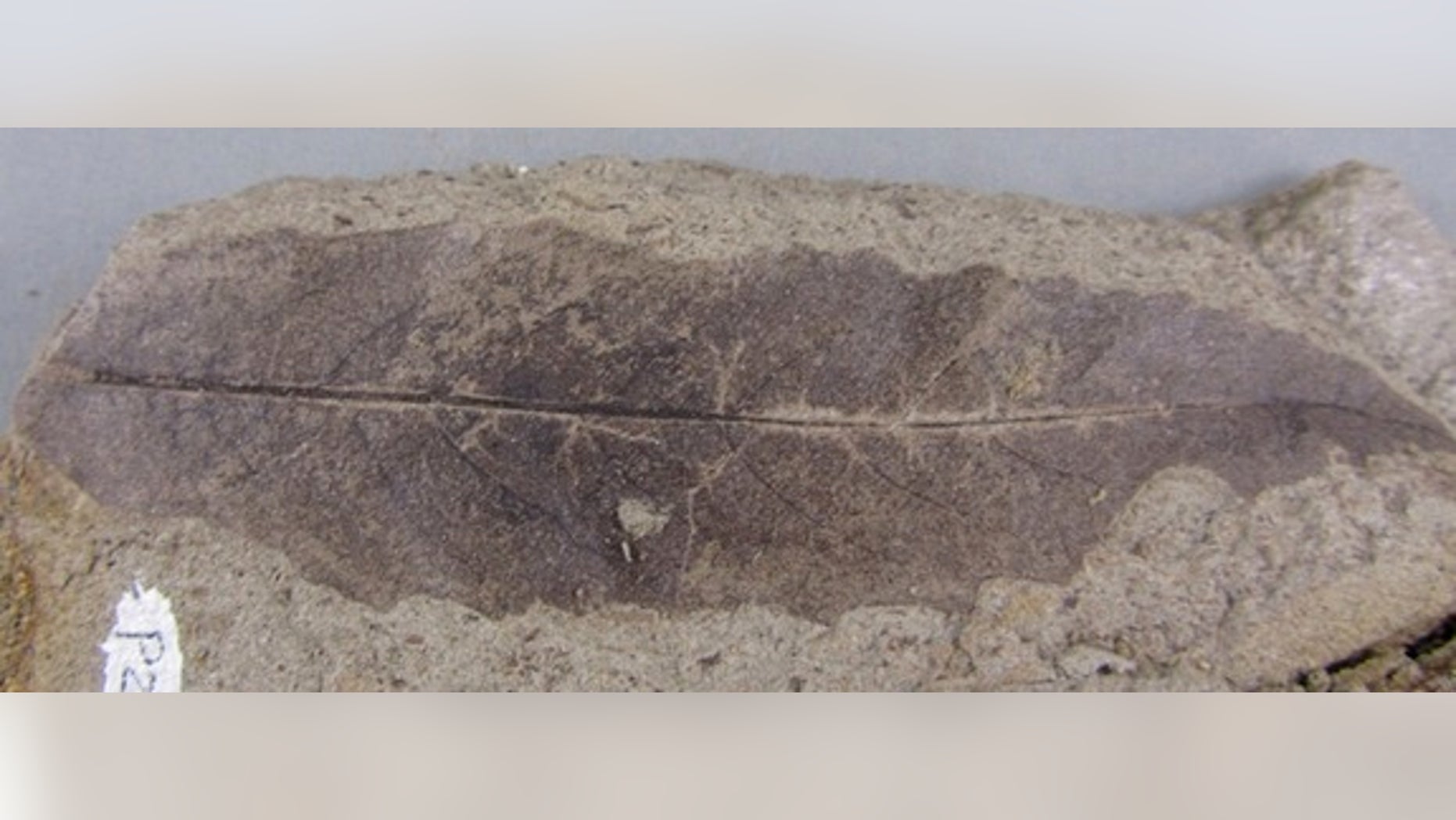 A fossil of a leaf from the Salix genus, which includes willows, found during the study of 66-million-year-old plants in Saskatchewan.
