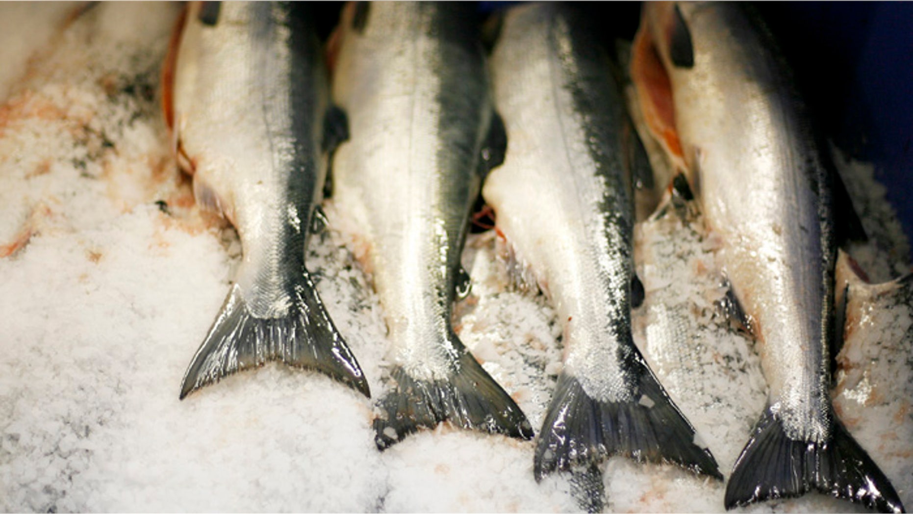 Sockeye salmon carcasses lie on ice after being cleaned.