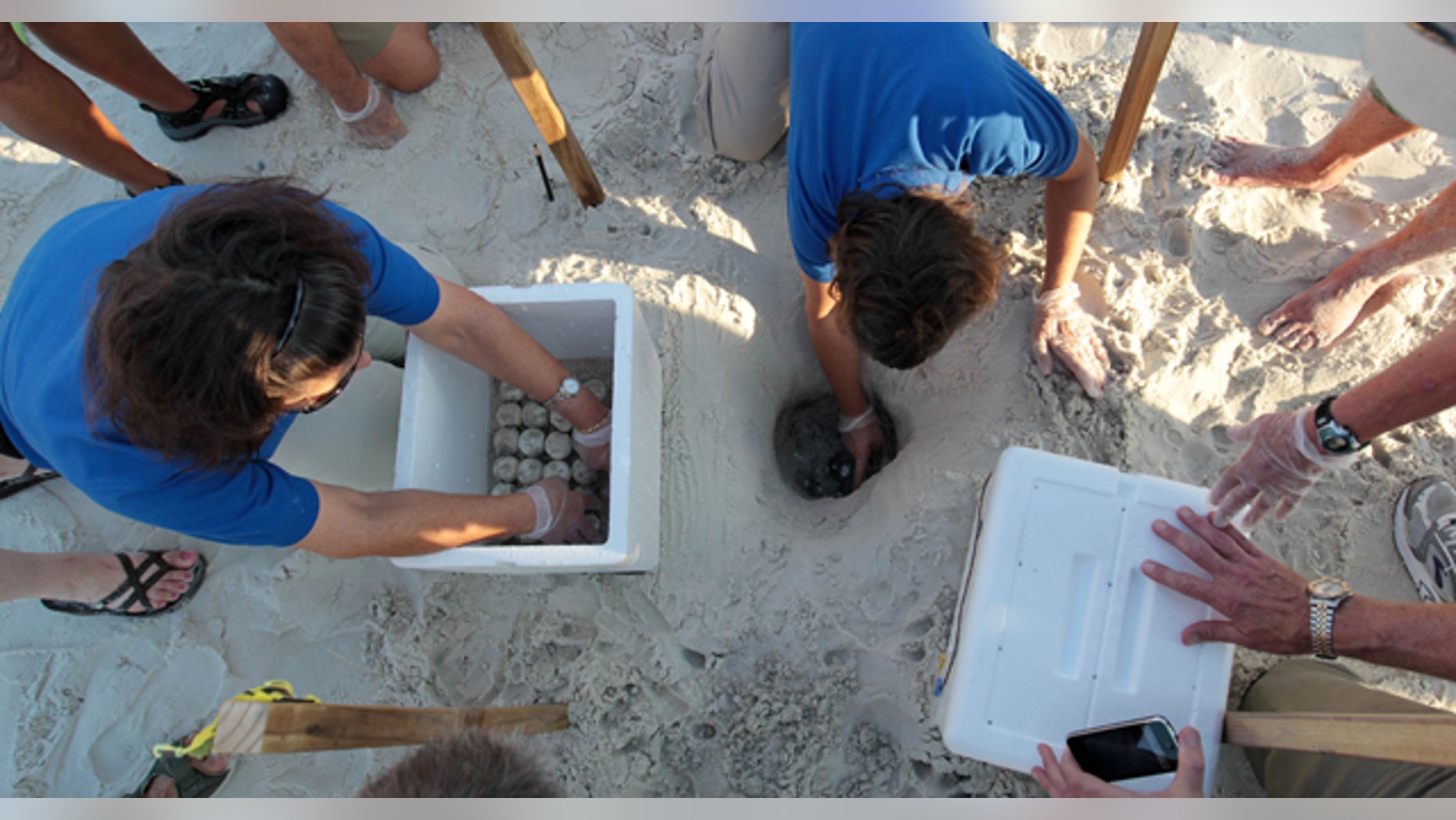 July 9: Researchers and biologists harvest sea turtle eggs from the sand in Port St. Joe, Fla. U.S. Fish and Wildlife and other authorities are relocating thousands of sea turtle eggs to a warehouse on the East coast of Florida in an effort to save them from an oily death from the Deepwater Horizon incident. (AP)