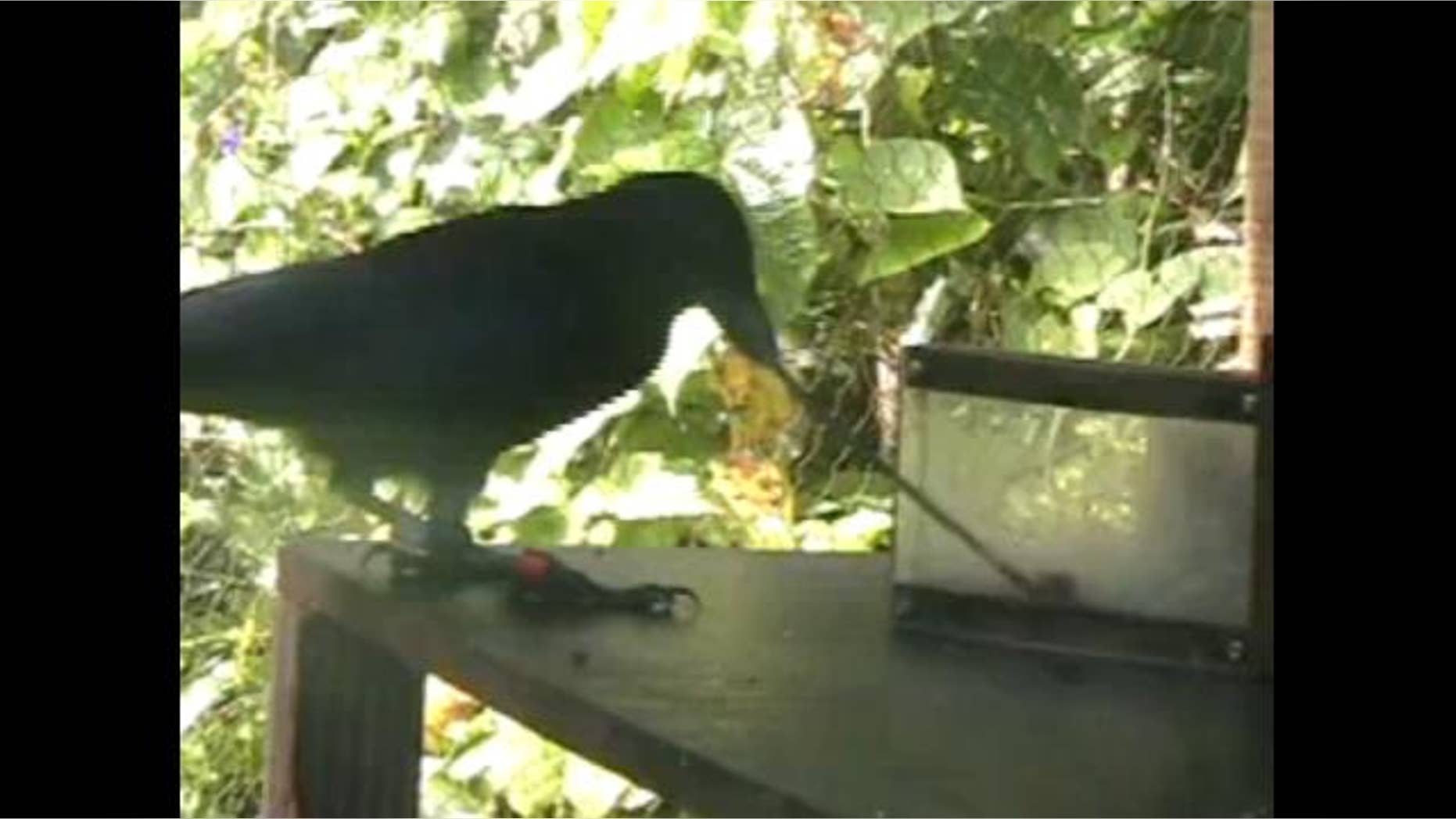 New research shows that crows are smart enough to solve multi stage problems, here shown using a stick to retrieve a piece of food.