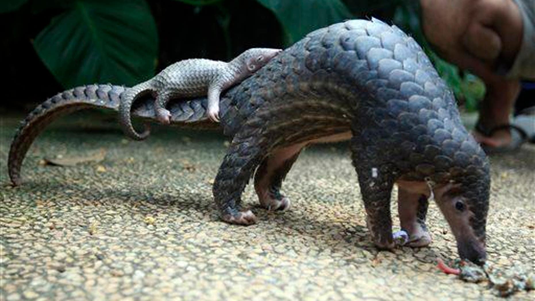 A pangolin carries its baby at a Bali zoo, Indonesia, Thursday, June 19, 2014.