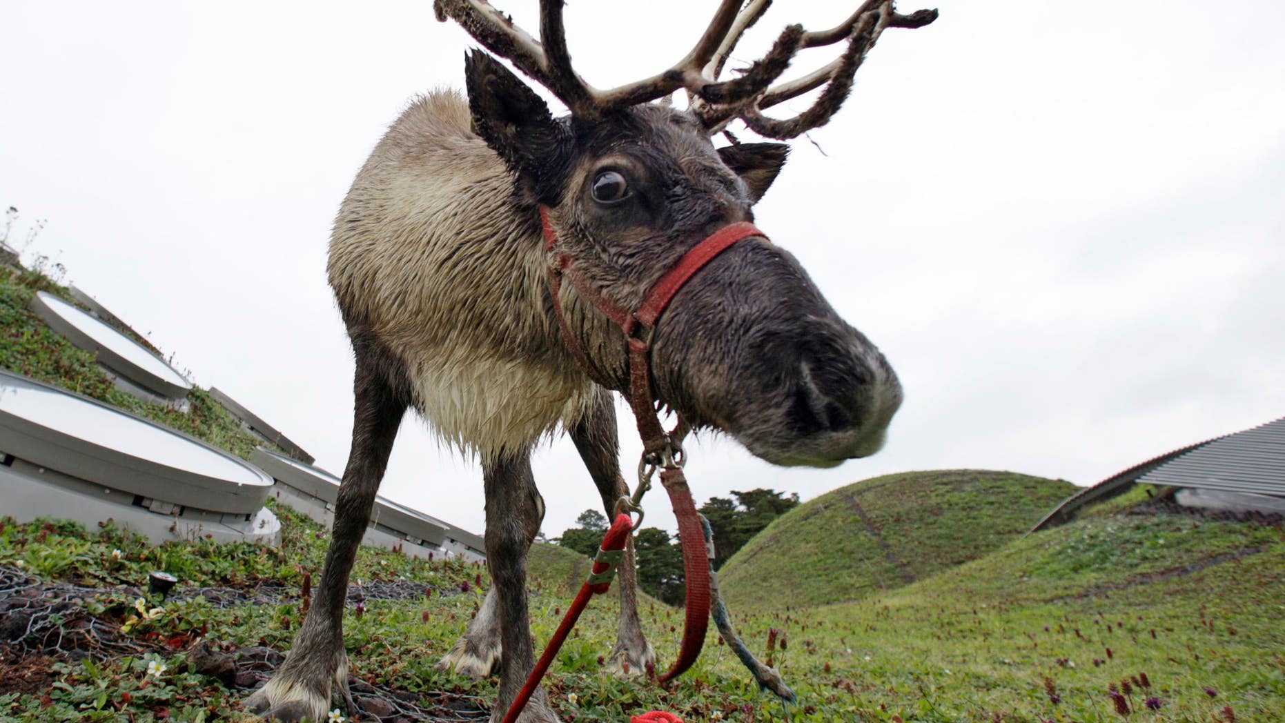 Not Rudolph.