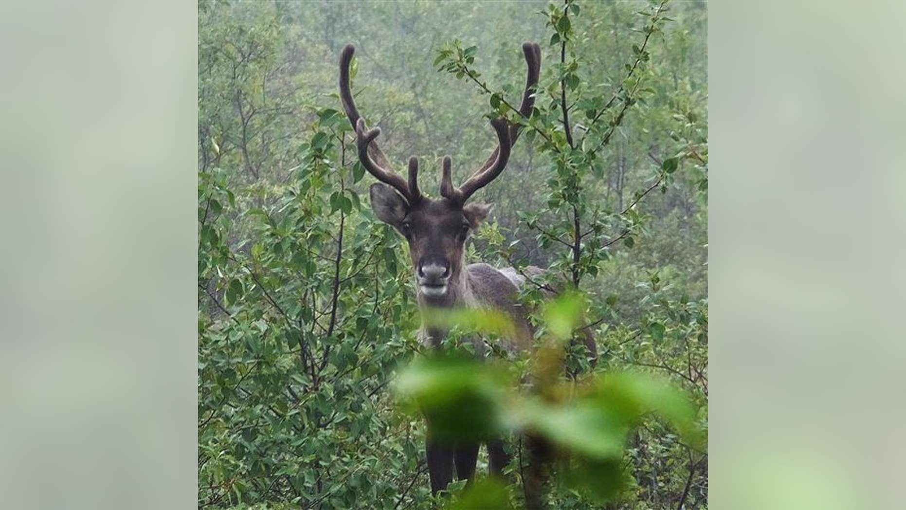 A caribou peers through the trees and brush at Denali National Park and Preserve, Alaska, on Monday, Aug. 12, 2013.
