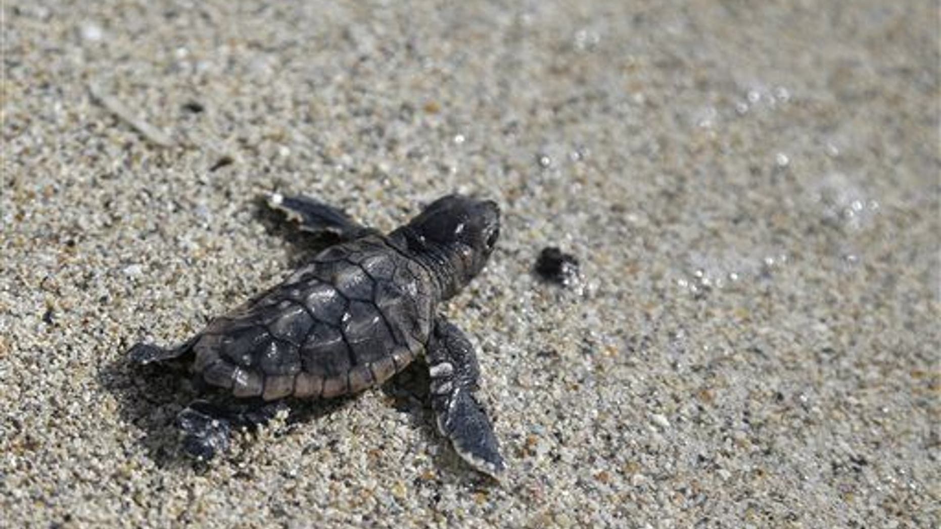 A loggerhead sea turtle hatchling makes its way into the ocean, where it will begin its "lost years" phase.
