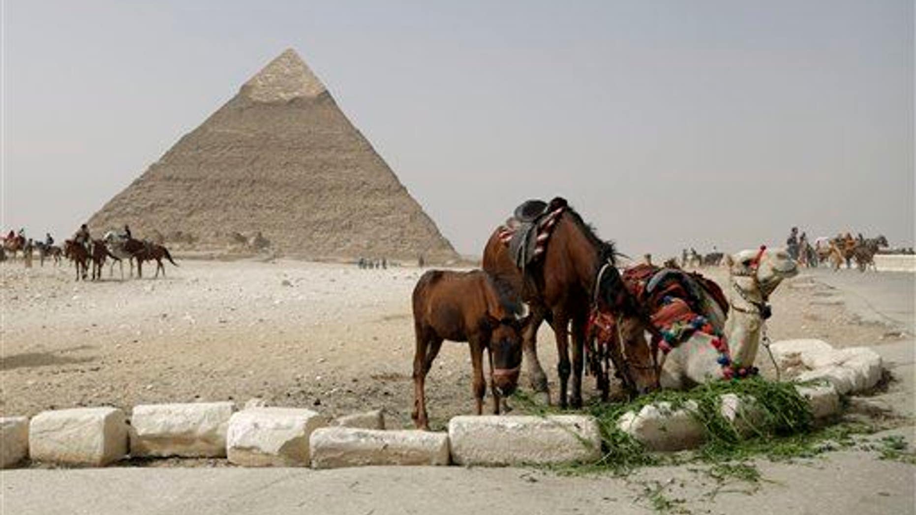 A camel and horses rest as a tour guide feeds them while he waits for visitors to offer the ride at the Giza Pyramids in Giza, near Cairo, Egypt.