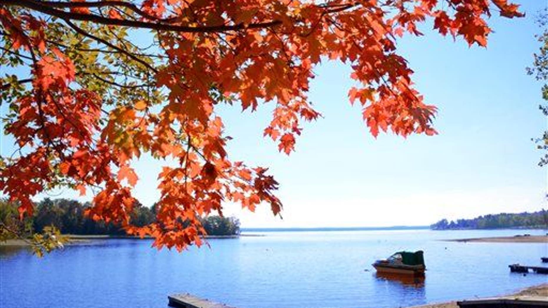 A maple tree along the shores of the Great Sacandaga Lake in Mayfield, N.Y. Wednesday, Sept. 24, 2014.