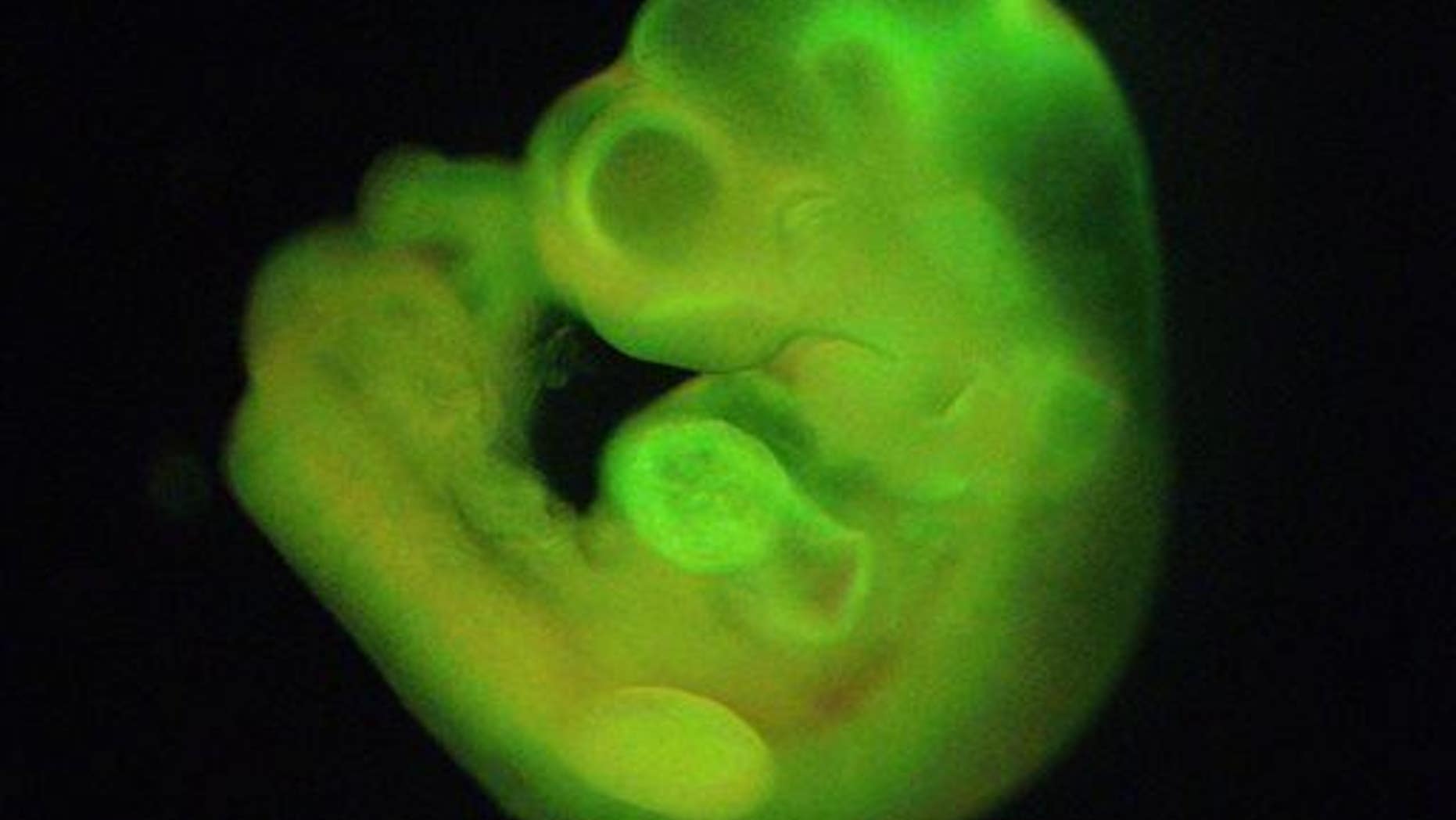 This image made available by the journal Nature shows a mouse embryo.
