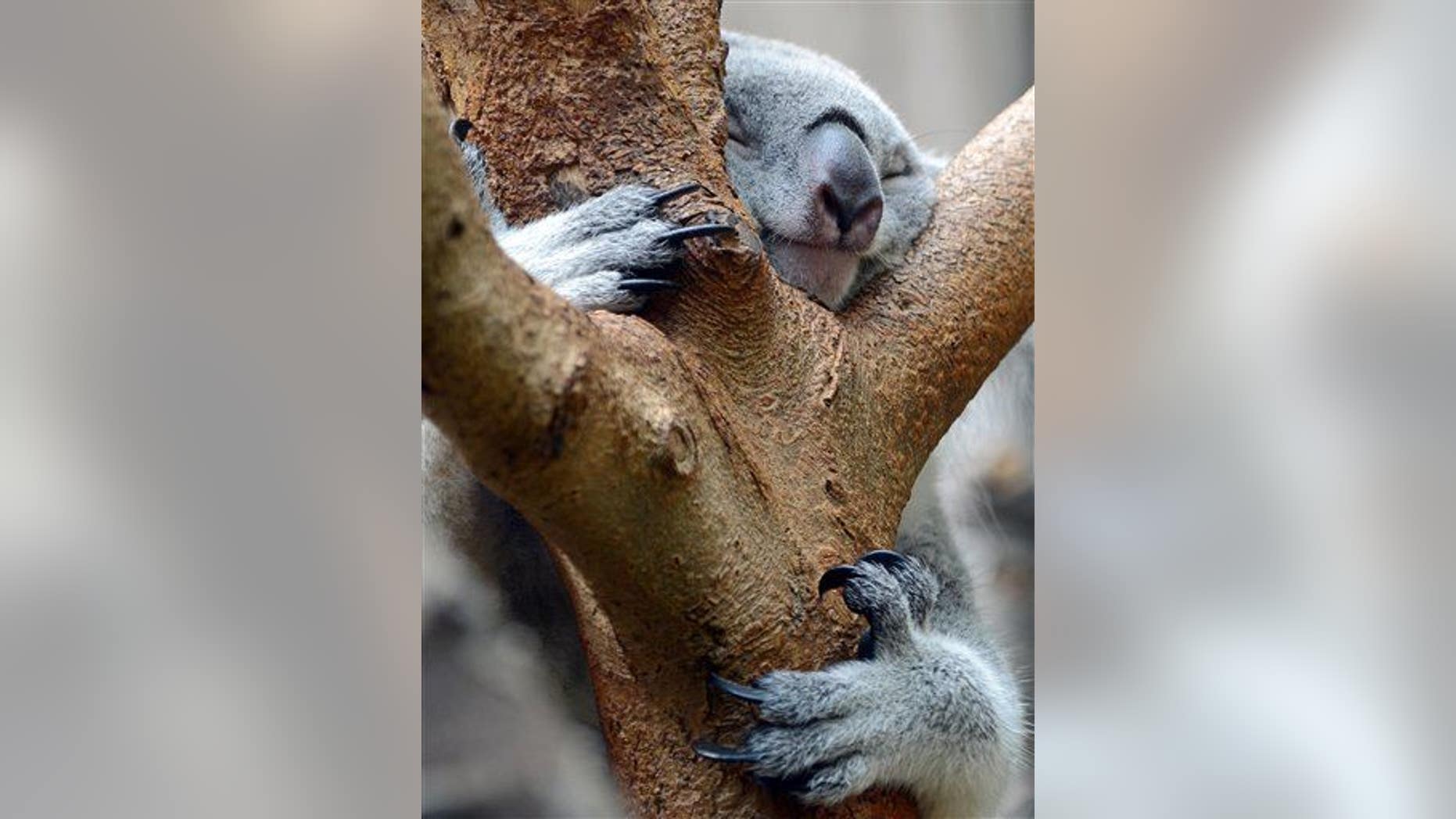 A koala hangs on a tree and sleeps during temperatures around 31 degrees Celsius (88 degrees Fahrenheit).
