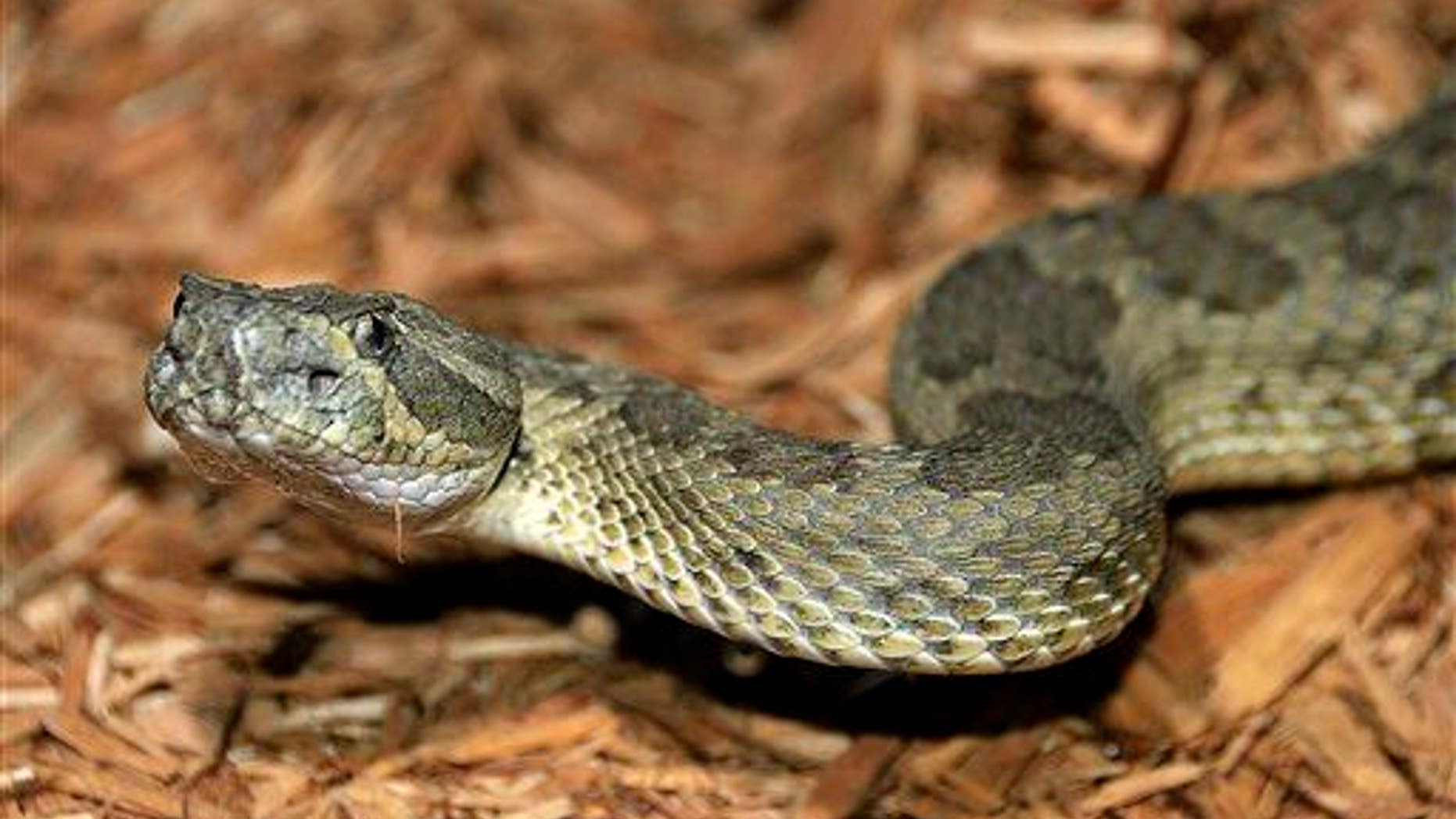 A new study shows snakes lost their limbs to burrow in the ground, not to swim in the sea.