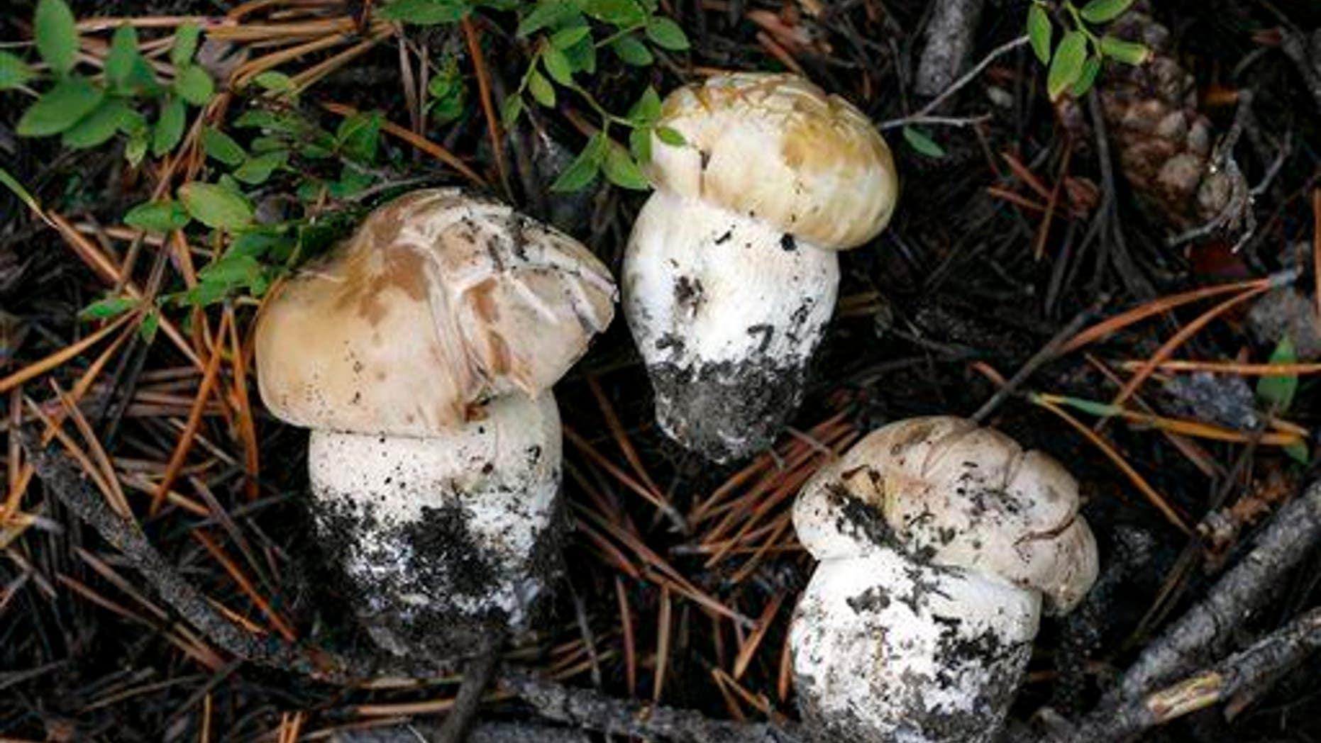 A file photo Boletus edulis, often referred to as porcini mushrooms. Three new species have been discovered.