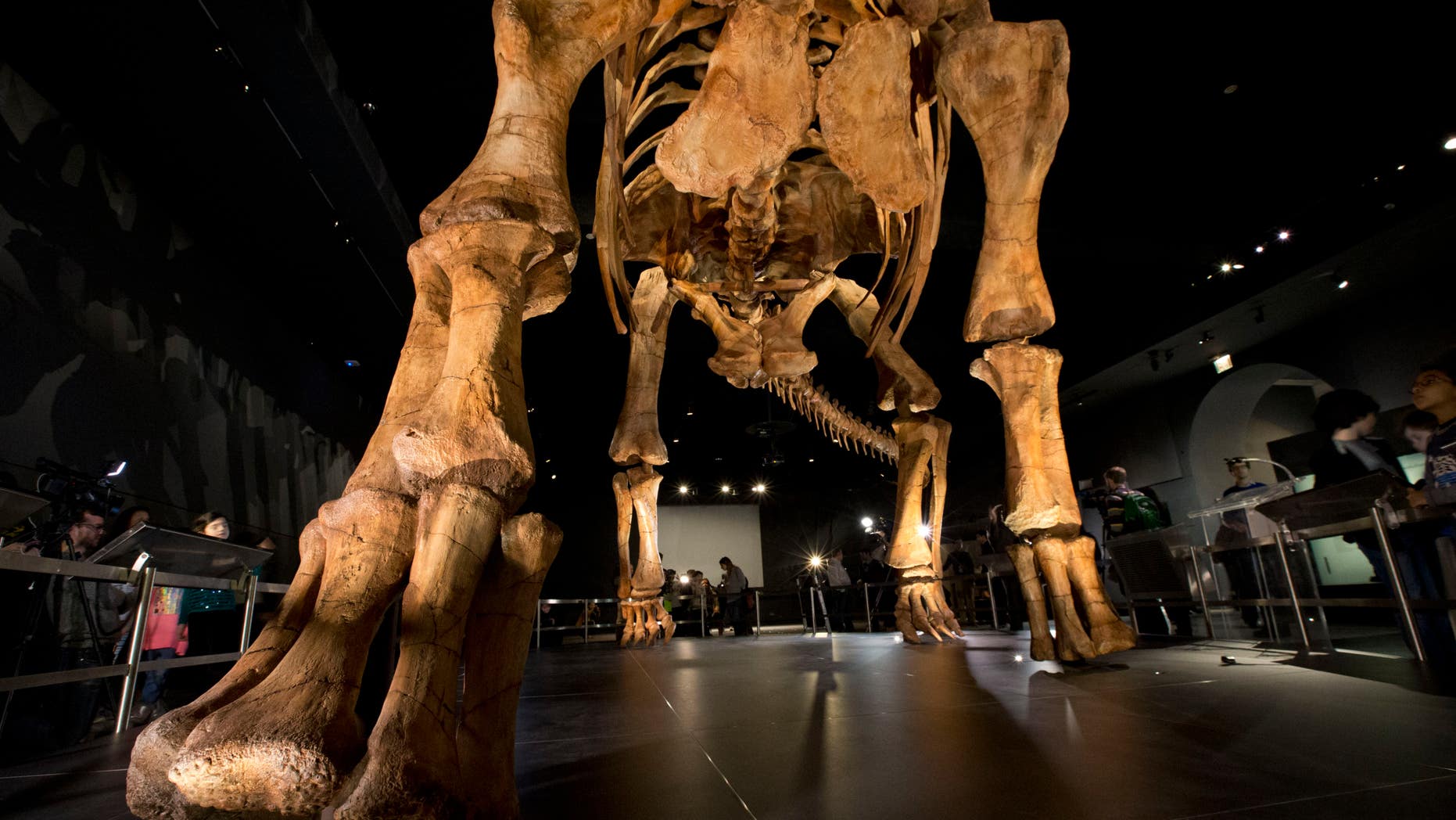 Scientists were able to grow chicken embryos with dinosaur-like legs by manipulating a single gene.