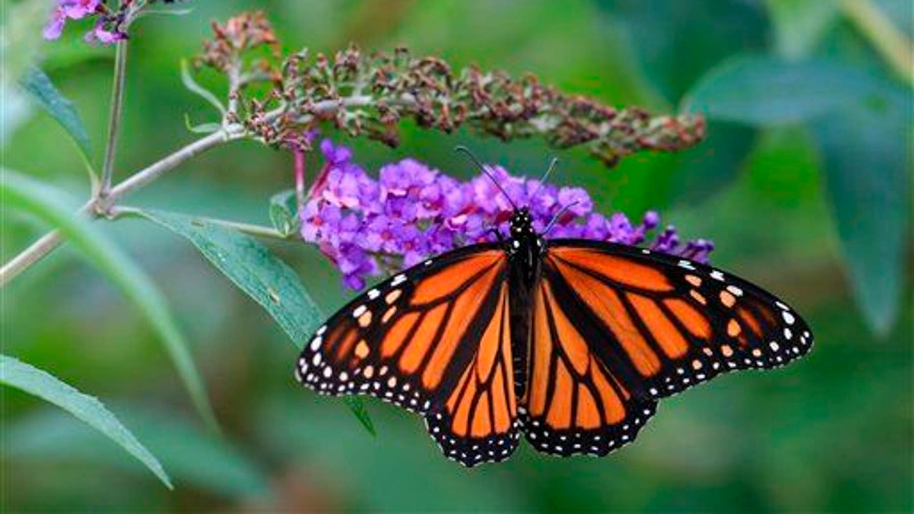 Scientists have revealed the monarch butterfly's secret to not getting ...