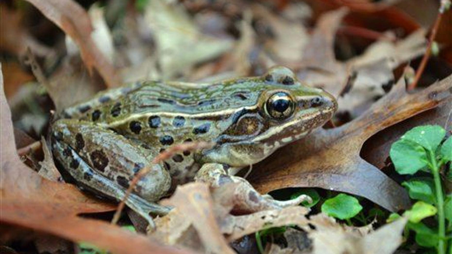 This undated photo provided by UCLA shows a new species of leopard frog in the Staten Island borough of New York.