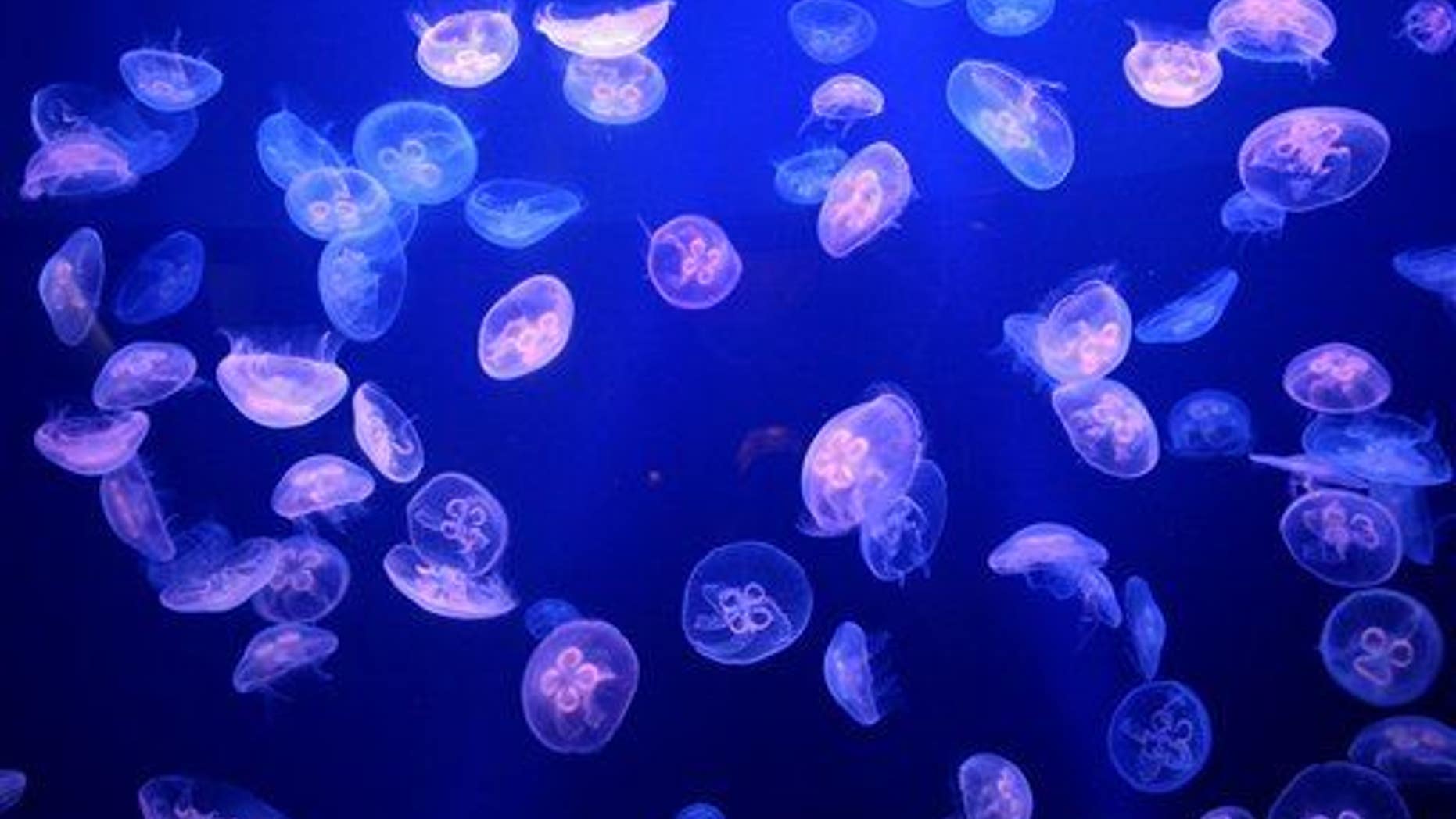 Moon jellyfish are pictured.