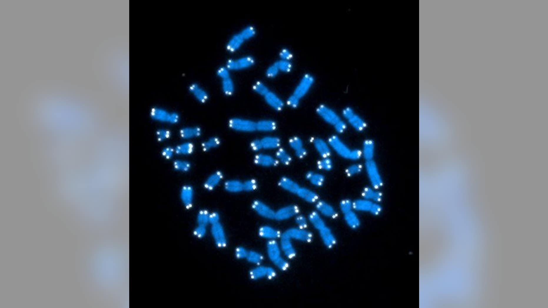 This undated image made available by the NIH's National Cancer Institute shows the 46 human chromosomes.