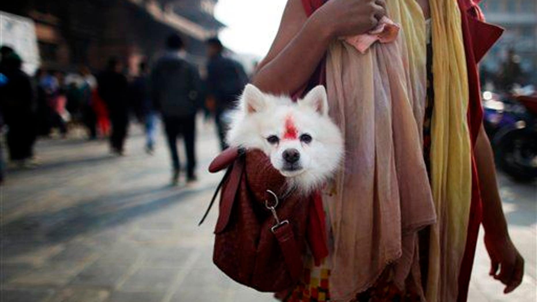 A Nepalese woman carries a dog, decorated with vermillion, in her bag in Kathmandu, Nepal, Nov. 2, 2013.