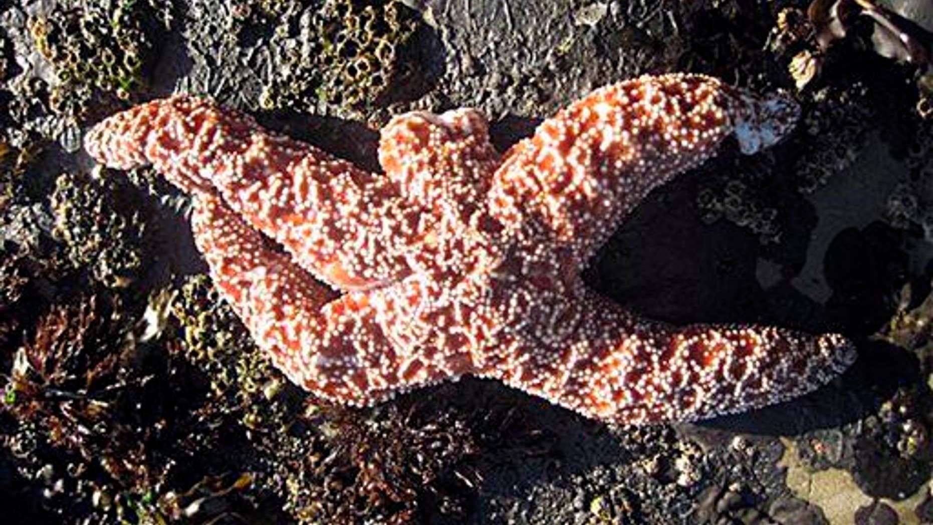 This photo from the Rocky Intertidal Lab at the University of California-Santa Cruz shows a starfish suffering from "sea star wasting disease." It's missing one arm and has tissue damage to another.